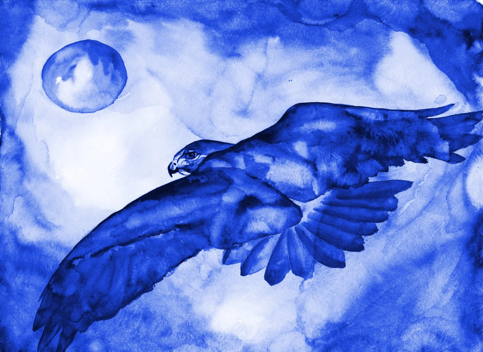 Hawk Departs Looking Web.jpg