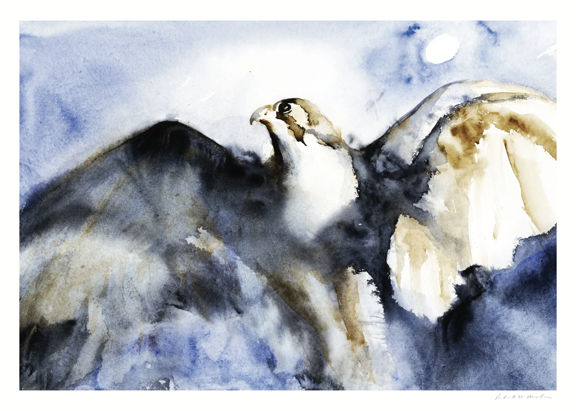 Watercolor Hawk Falcon web.jpg