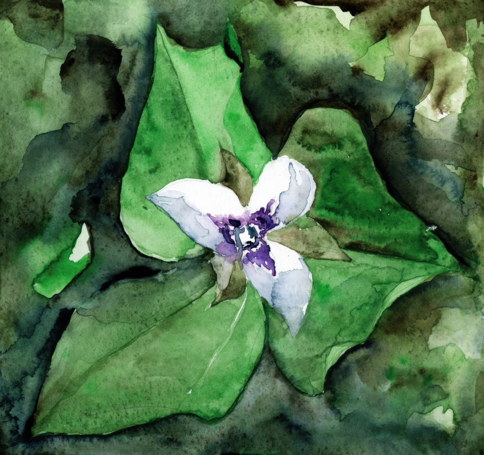 Trillium Gift Web.jpg