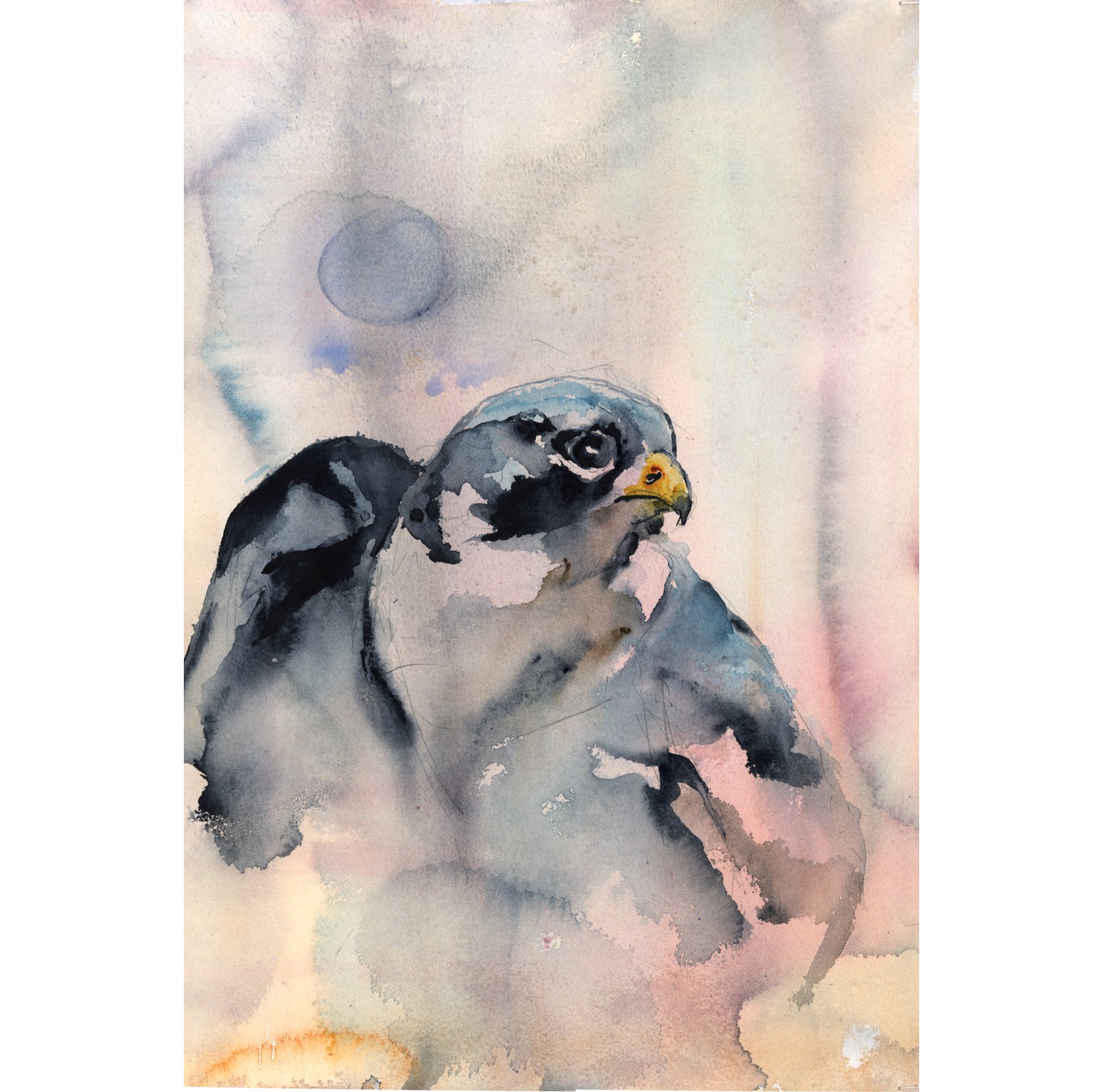 Peregrine Dawn Sketch for web white border.jpg