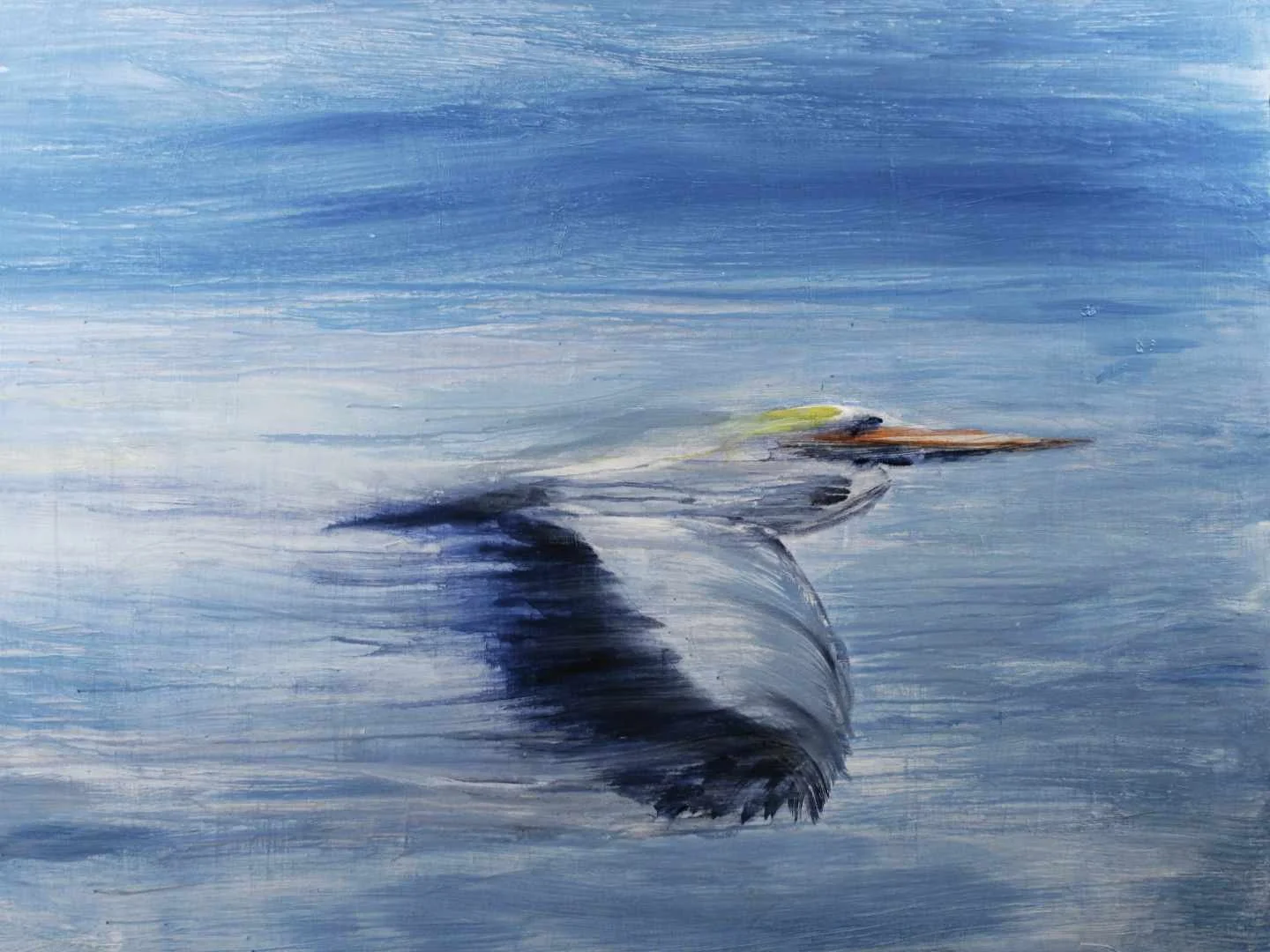 Pelican Passing 20 x 15 for web.jpg