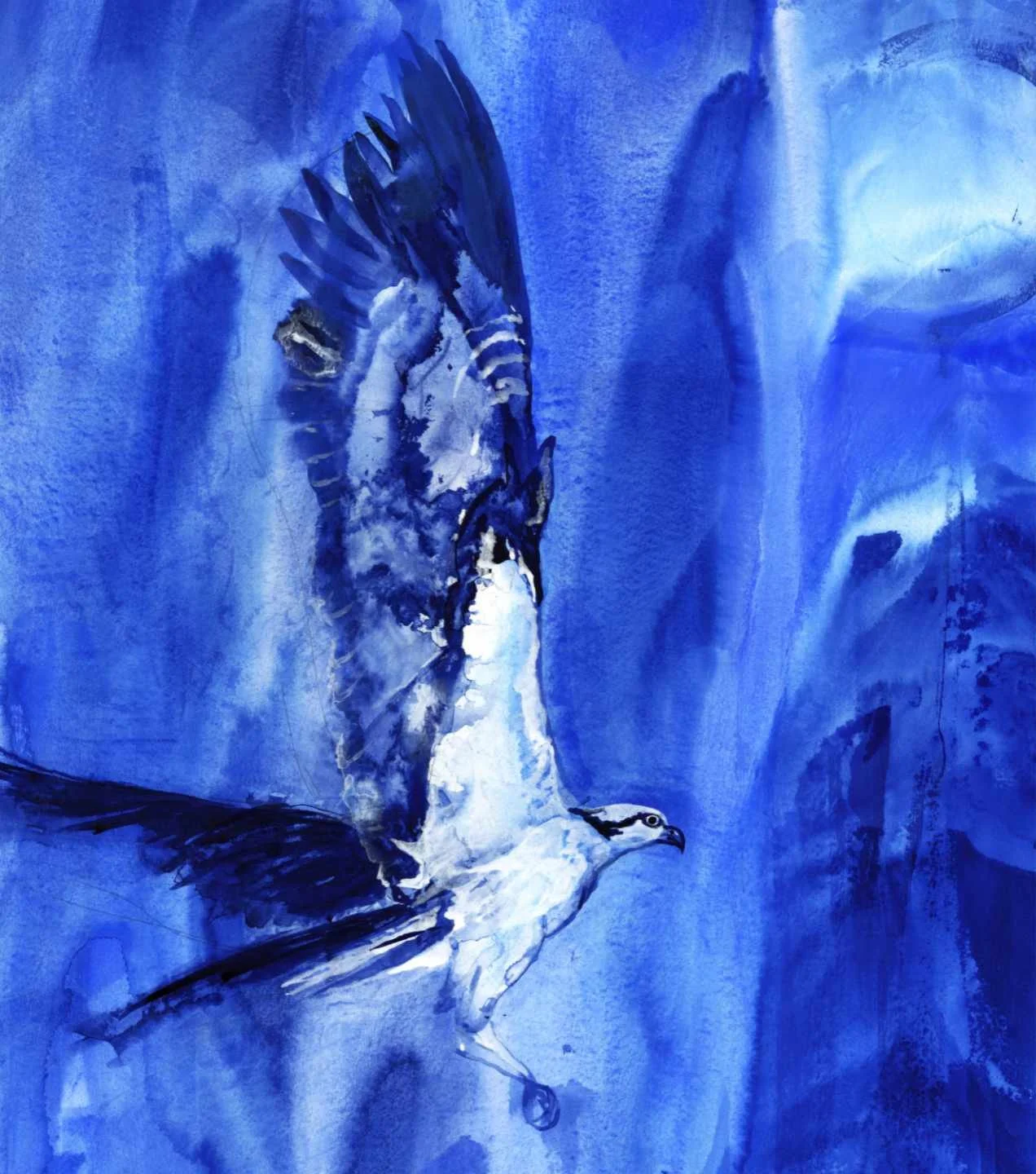 Osprey In Blue 20 web.jpg