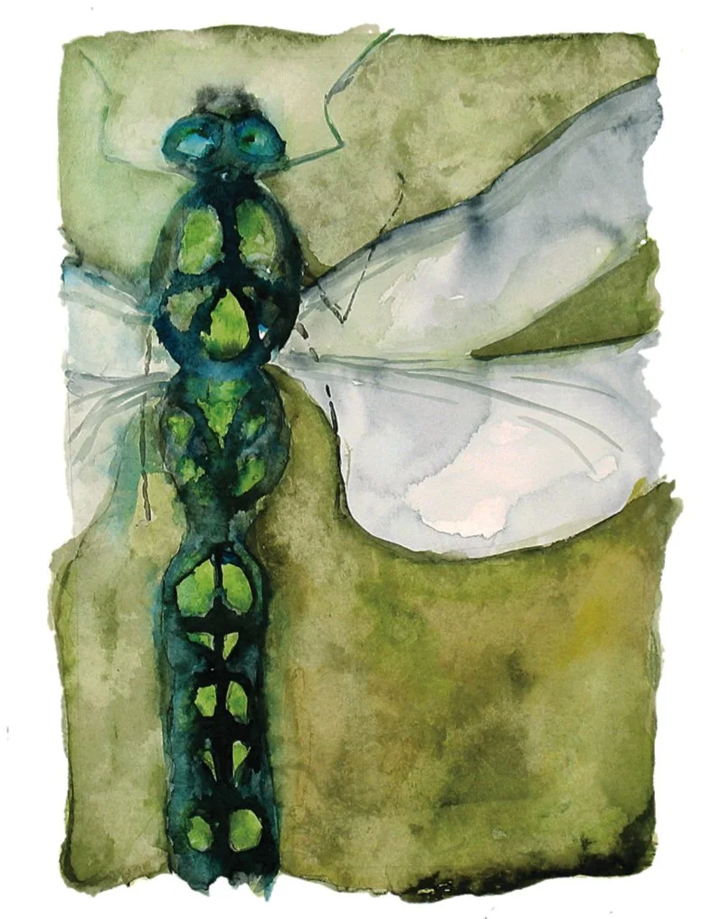 Dragonfly Watercolor