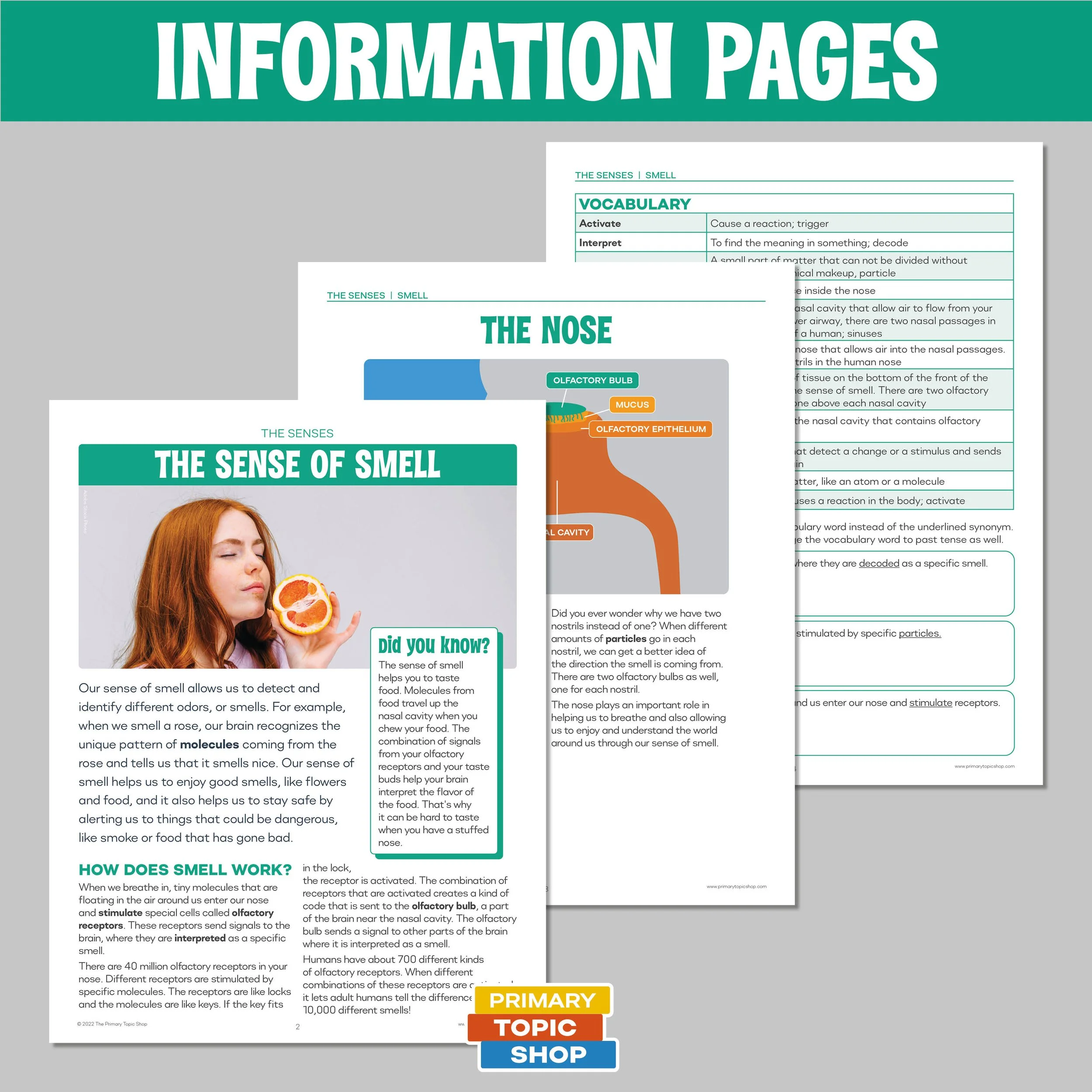 The Five Sense Resource Bundle for Grades 4-6 — Primary Topic Shop