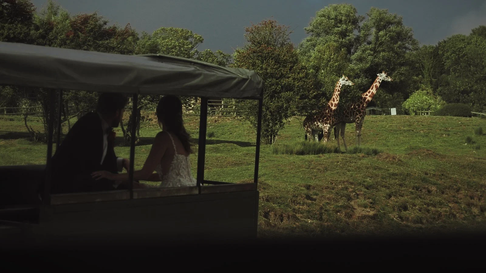 A couple watch Giraffe's in the back of a safari jeep on their wedding day in Kent.
