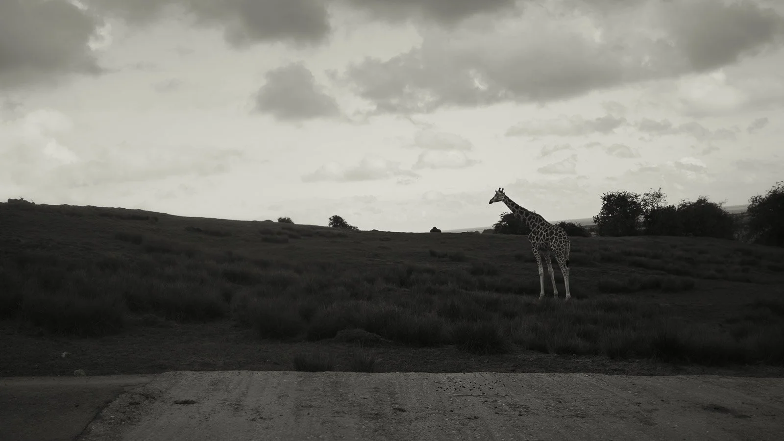 Black and white editorial image of a giraffe in an open landscape during a wedding at Port Lympne.