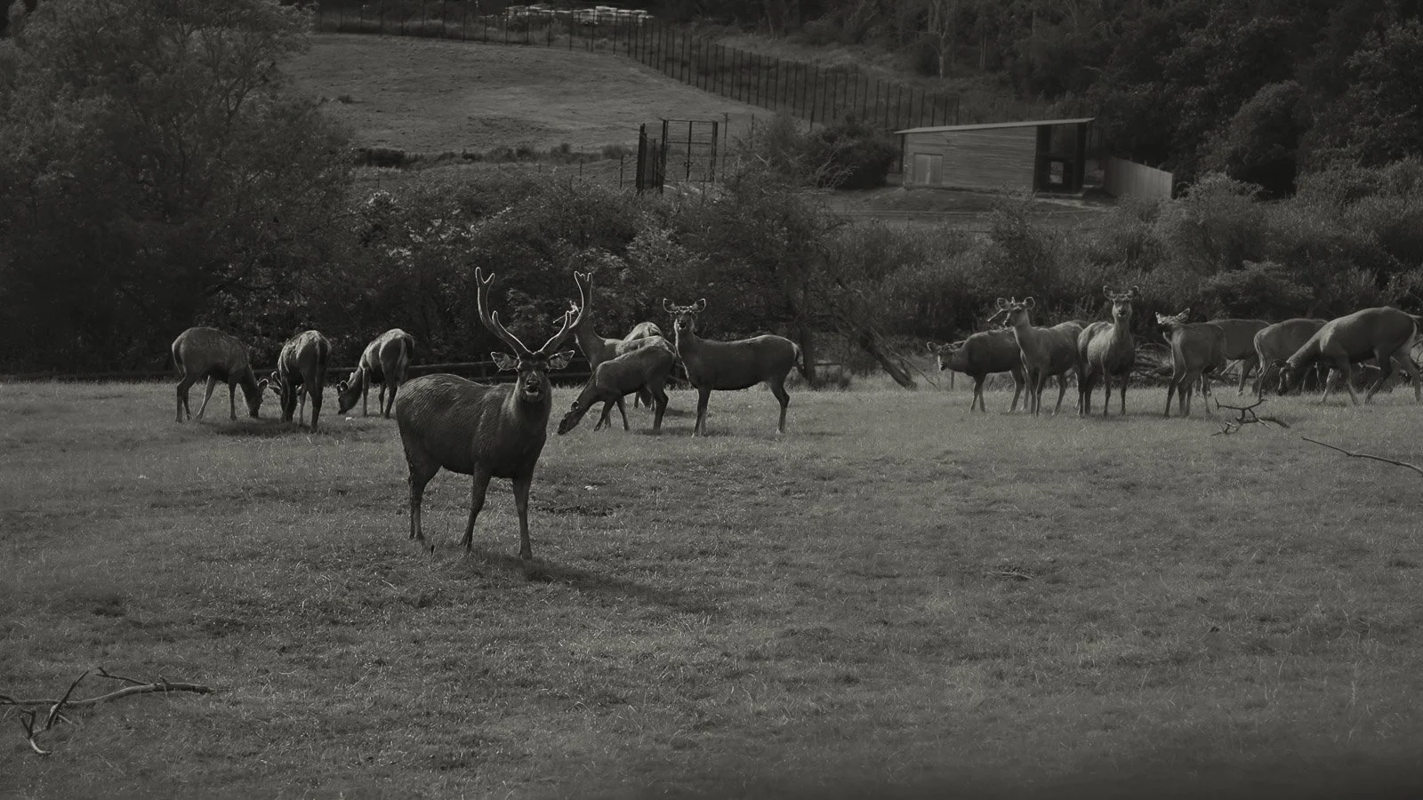 Editorial image of wild deer during a wedding day in Kent.