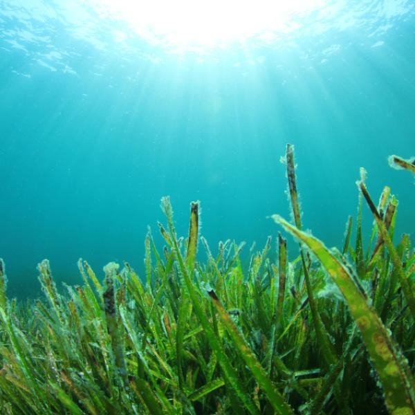 Algas marinas (Sea Kelp): por qué la cosmética coreana las utiliza tanto