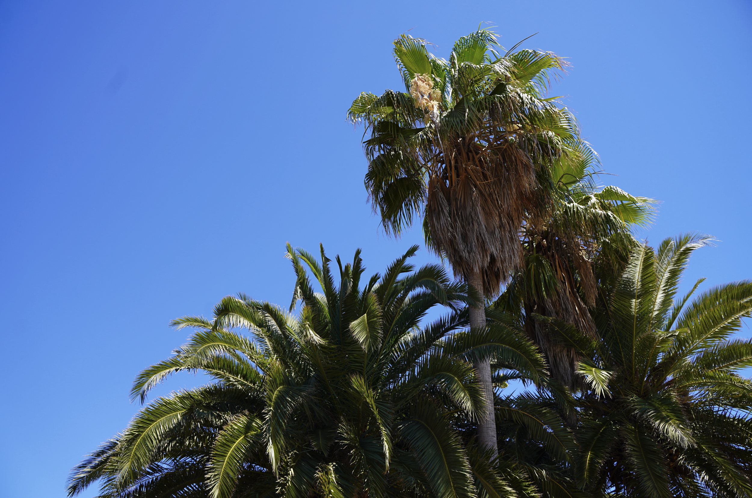 Alain Szerdahelyi - Palms