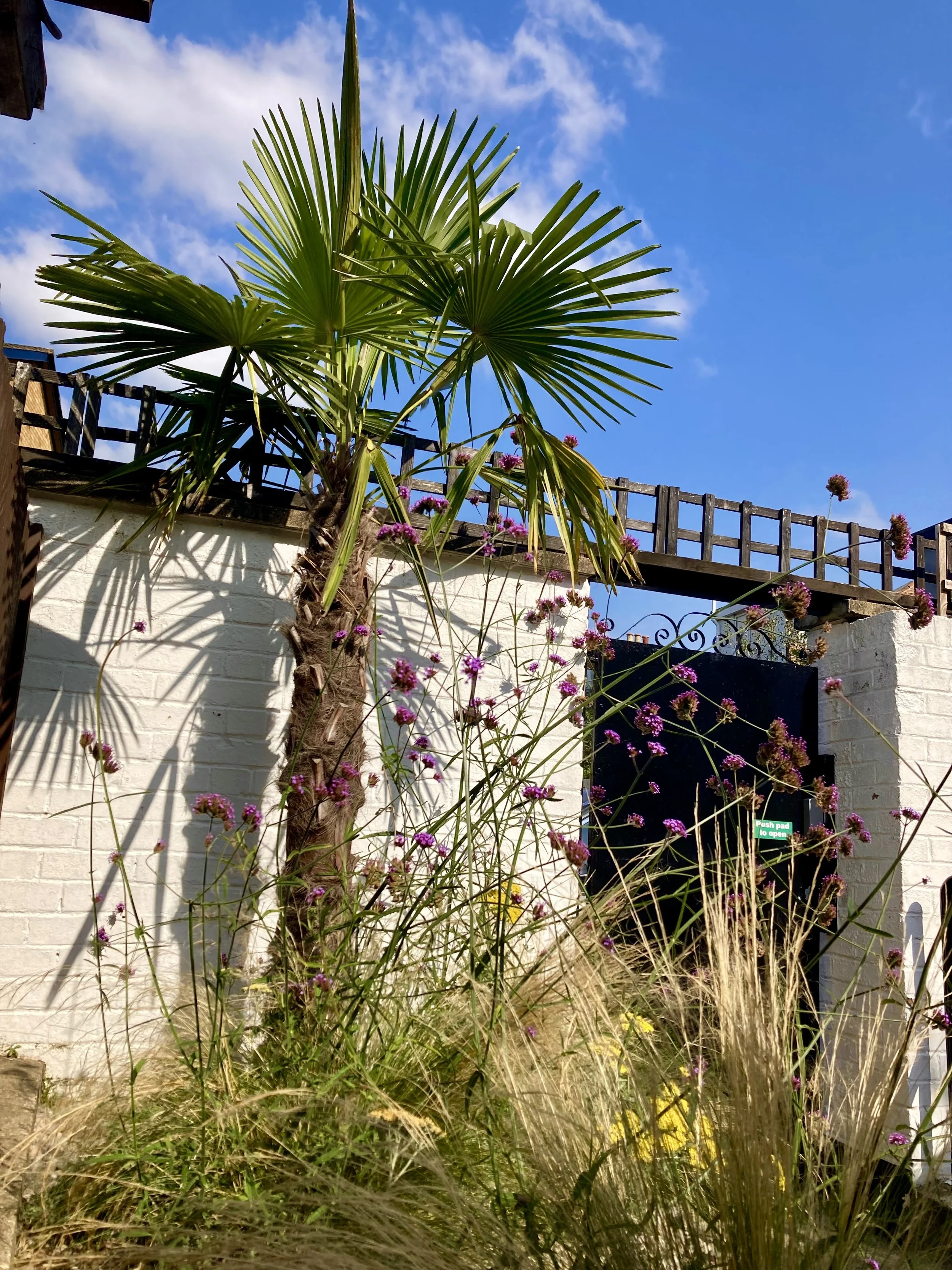 Windsor Castle N2 Courtyard Garden Palm Tree