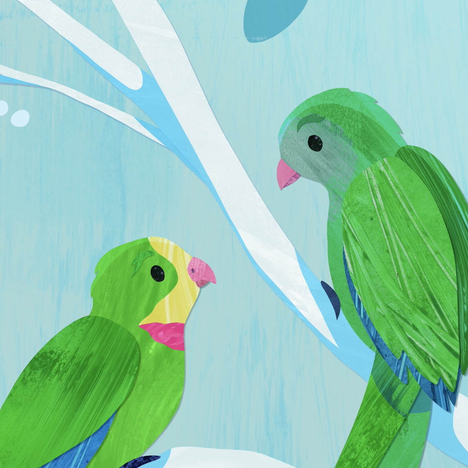 Superb Parrots.png