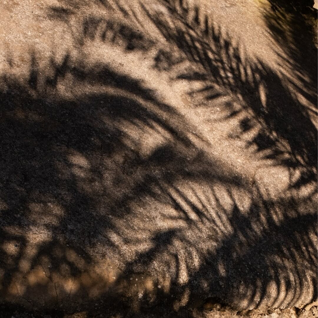 #RelaxAndUnwind under the shadows of palm leaves 🌴

📸 @letiziacigliutti 

#RelaxAndUnwind #Kardib&agrave; #Kardib&agrave;Estate #LuxuryEstate #PantelleriaLuxuryVillas #Pantelleria2024 #ItalianSummer #Summer2024 #ItalySegretaSelection #HowItalyFeels