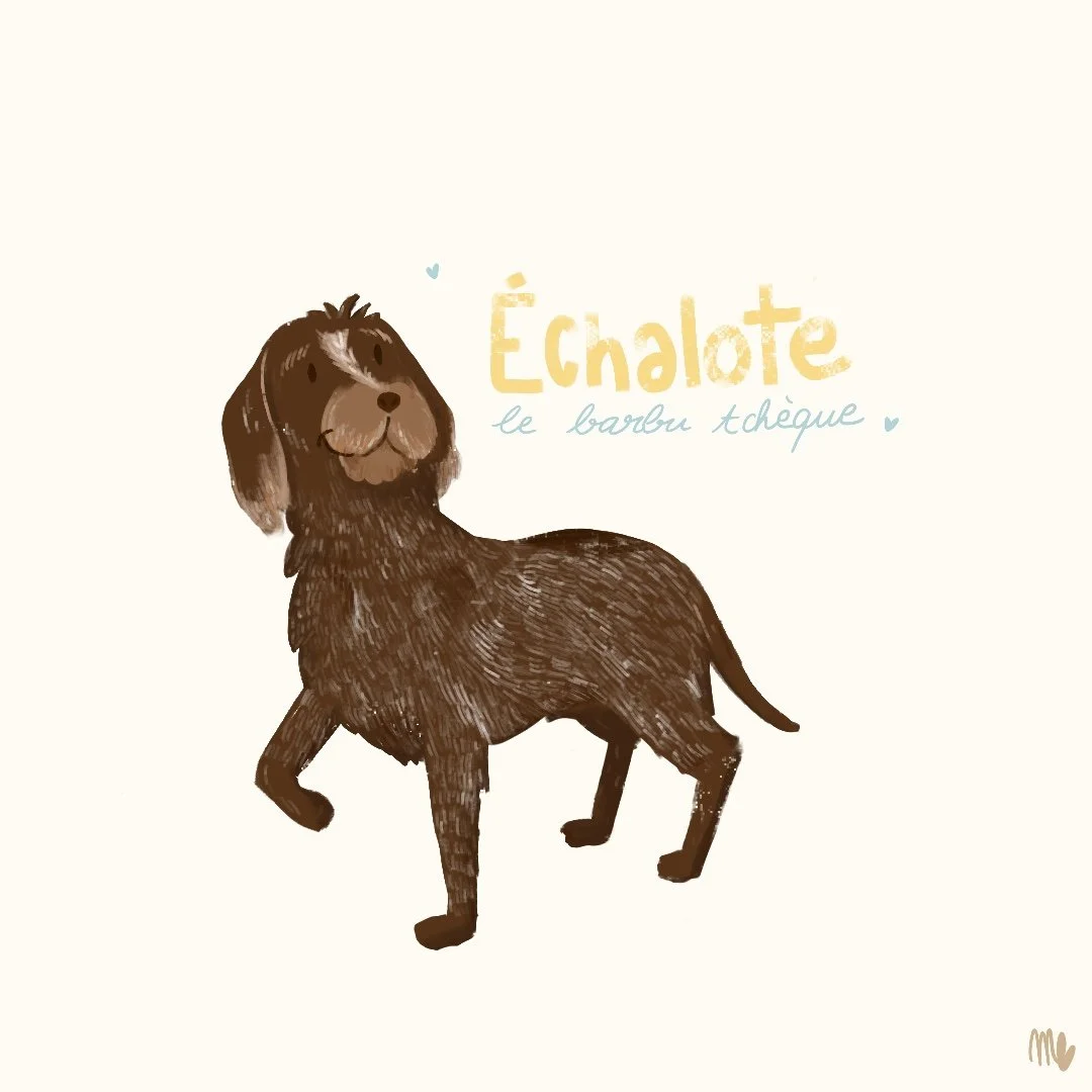 Échalote 2.jpg