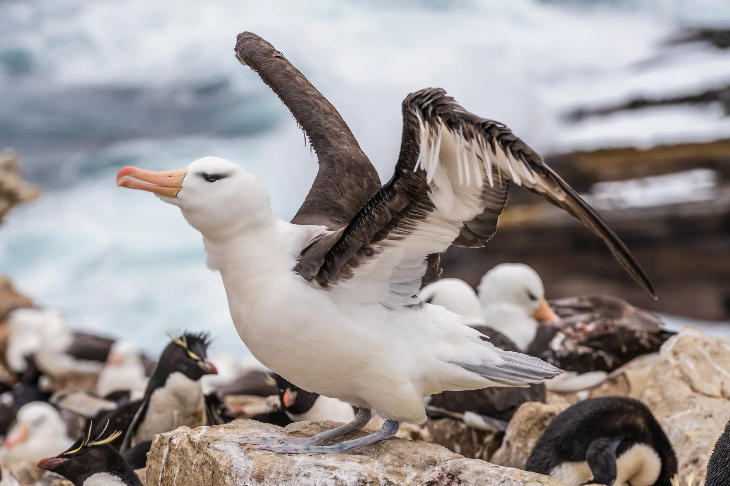 A bird with white body, black wings, and an orange beak standing on rocks by the ocean, surrounded by other birds and penguins.