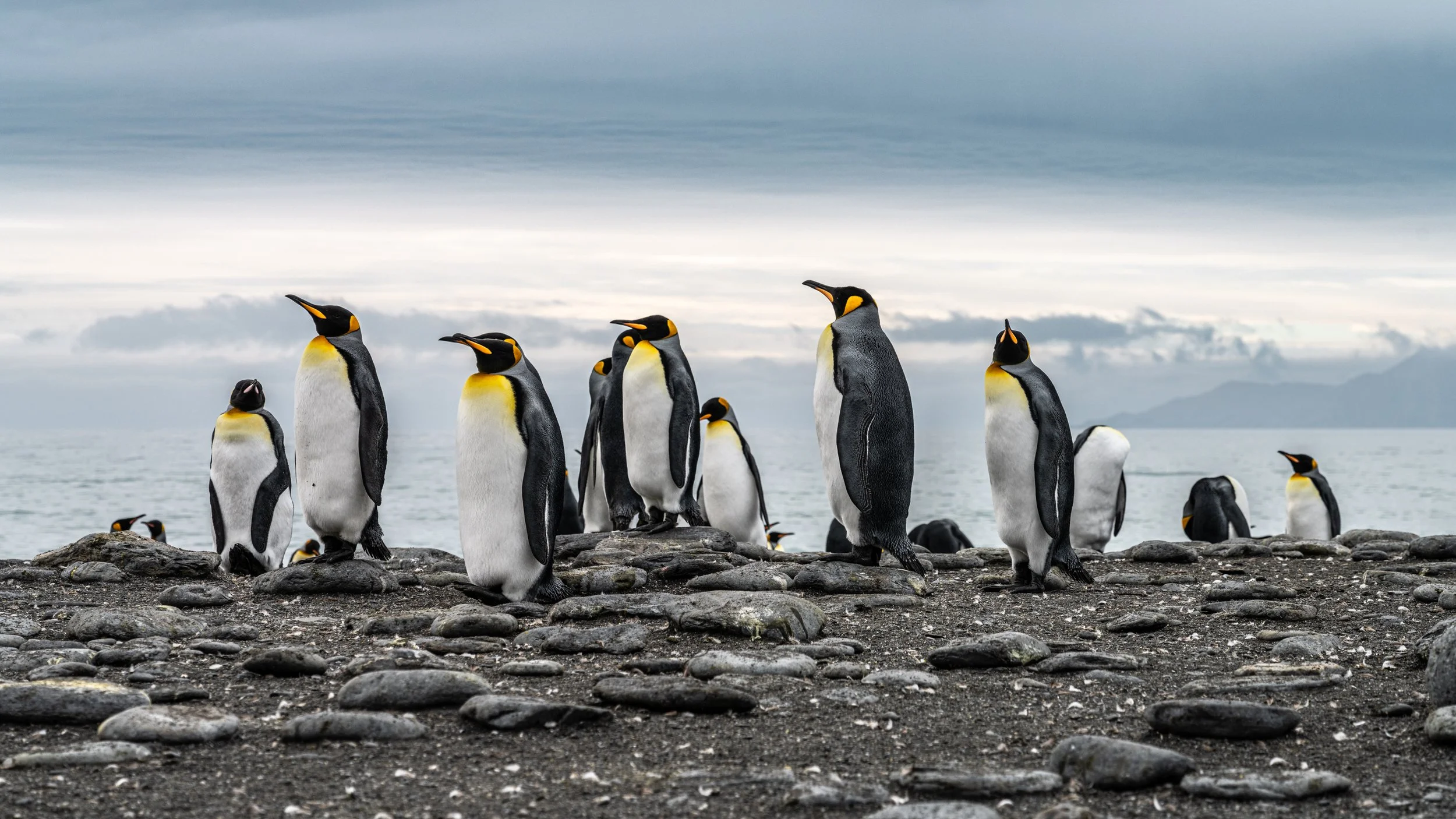 penguins at the beach