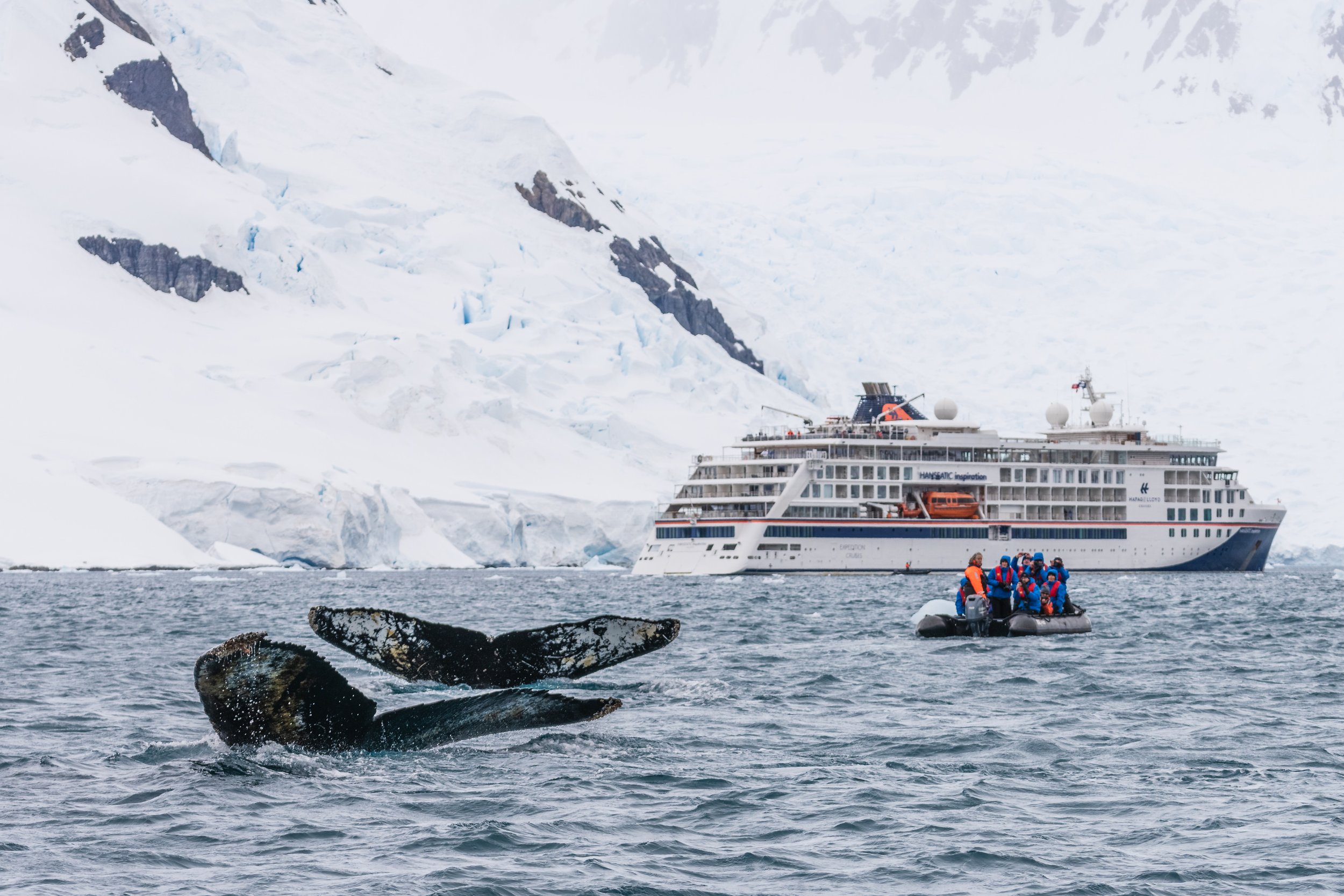 sperm whales in antarctica