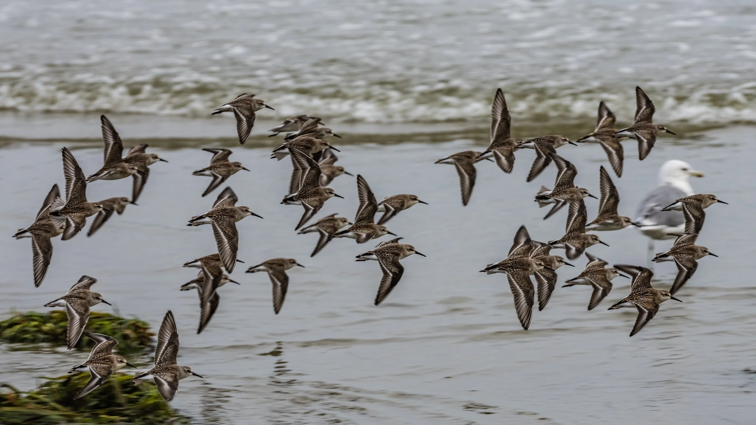 birds at the beach