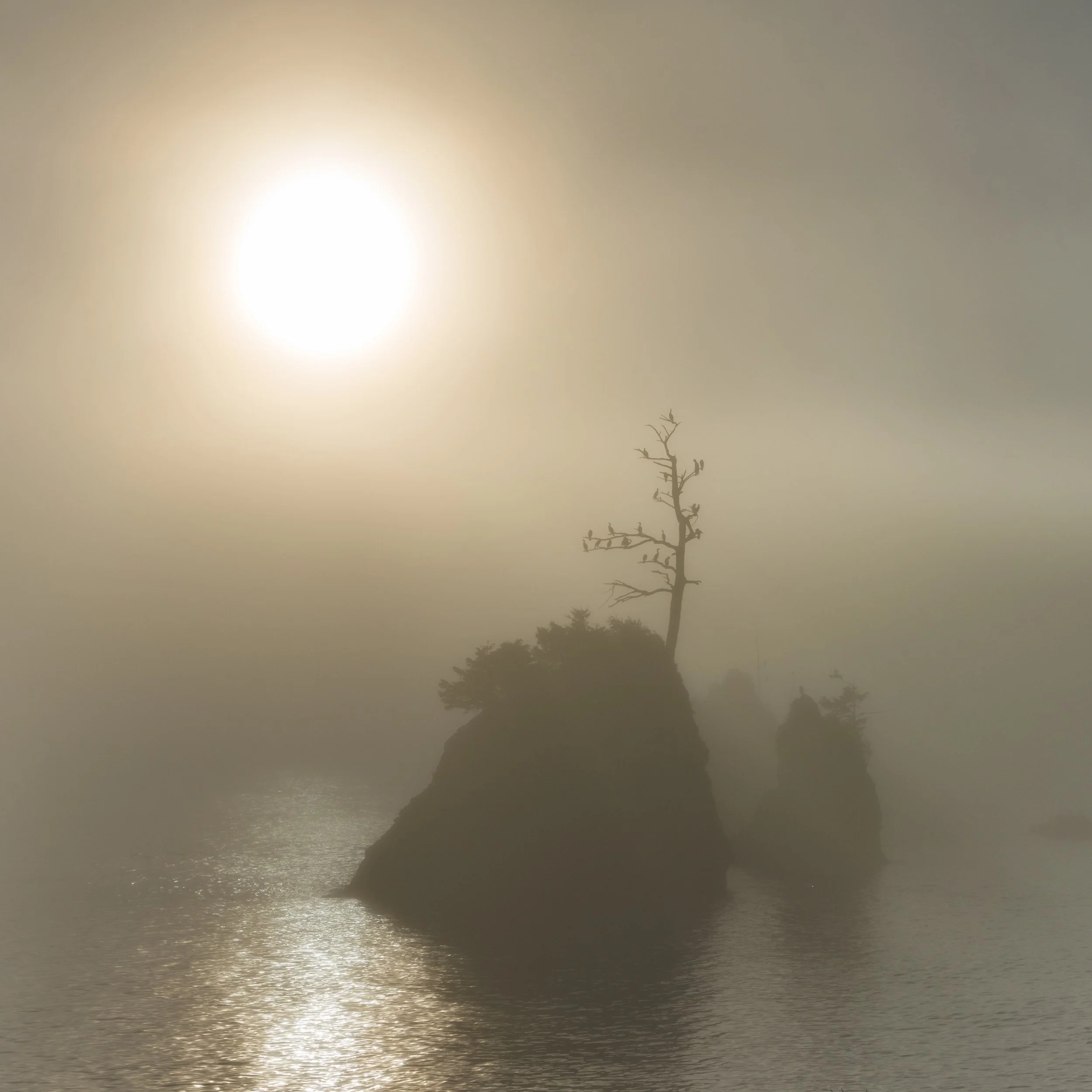 pacific coast, Canada, Vancouver island