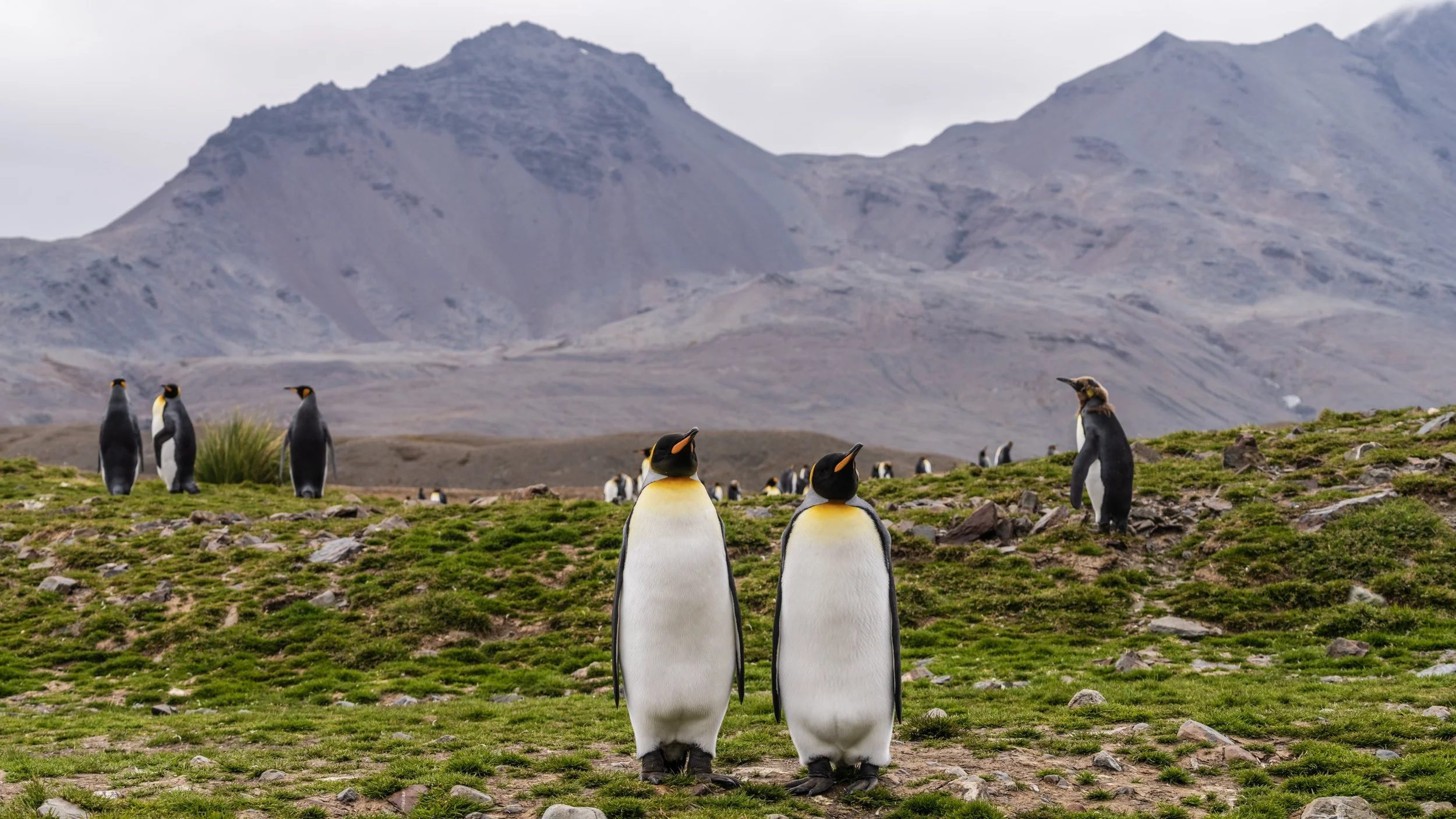 penguins, South Georgia 