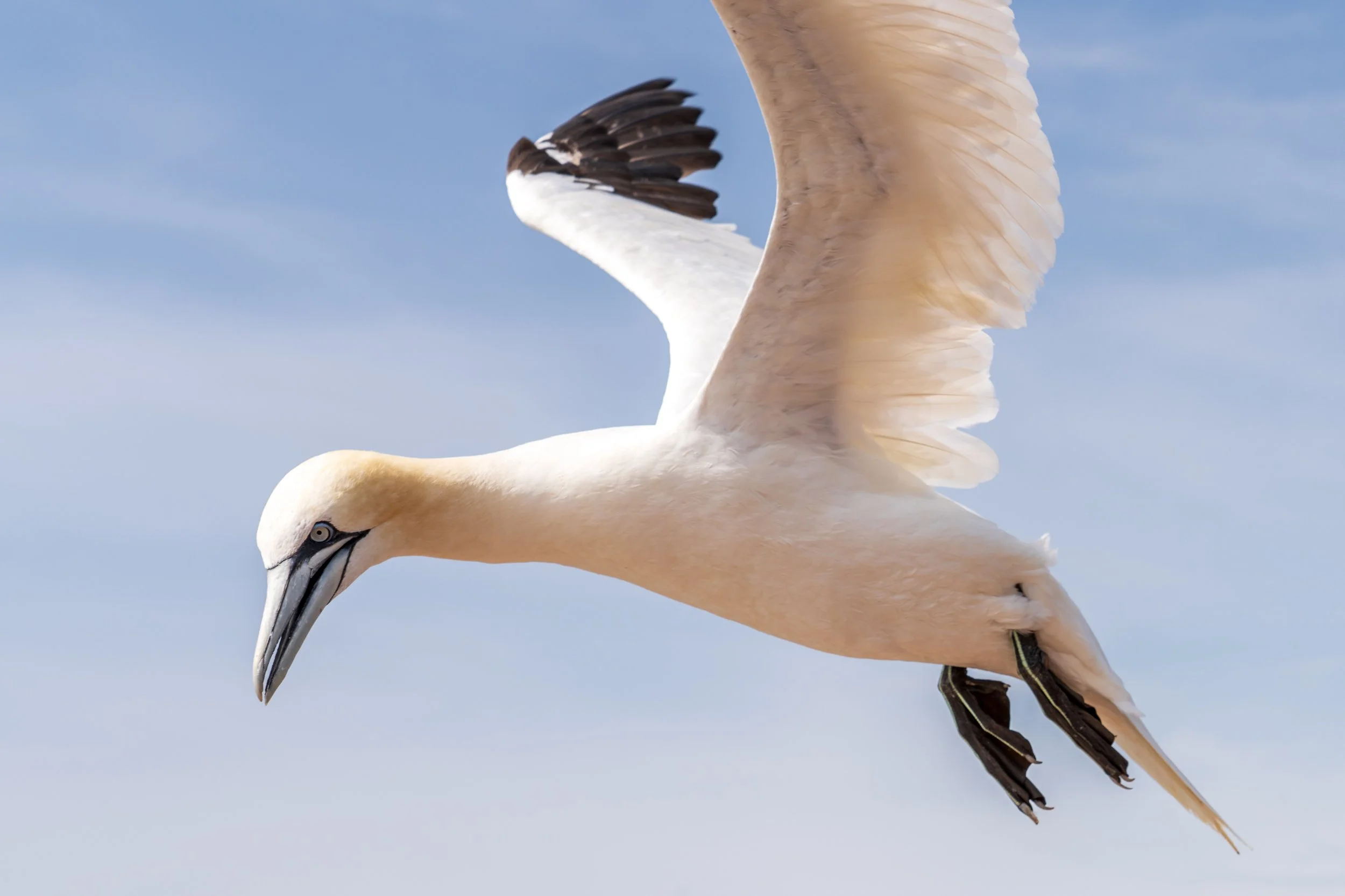 A close-up of an adult albatross in flight with its wings spread wide and sky in the background.