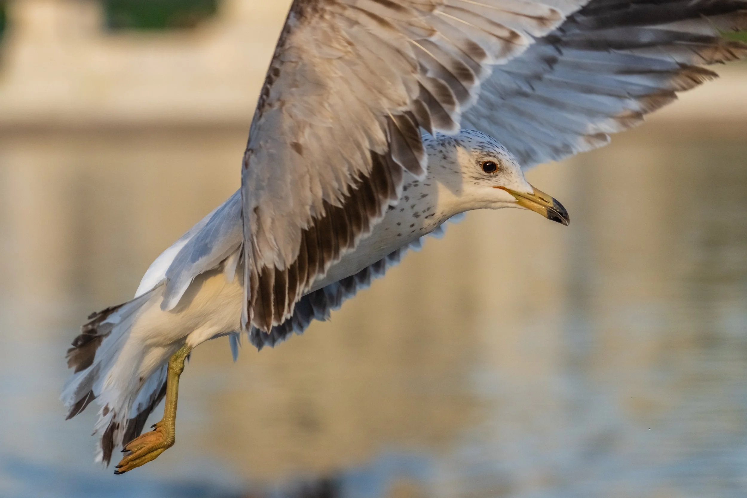 bird