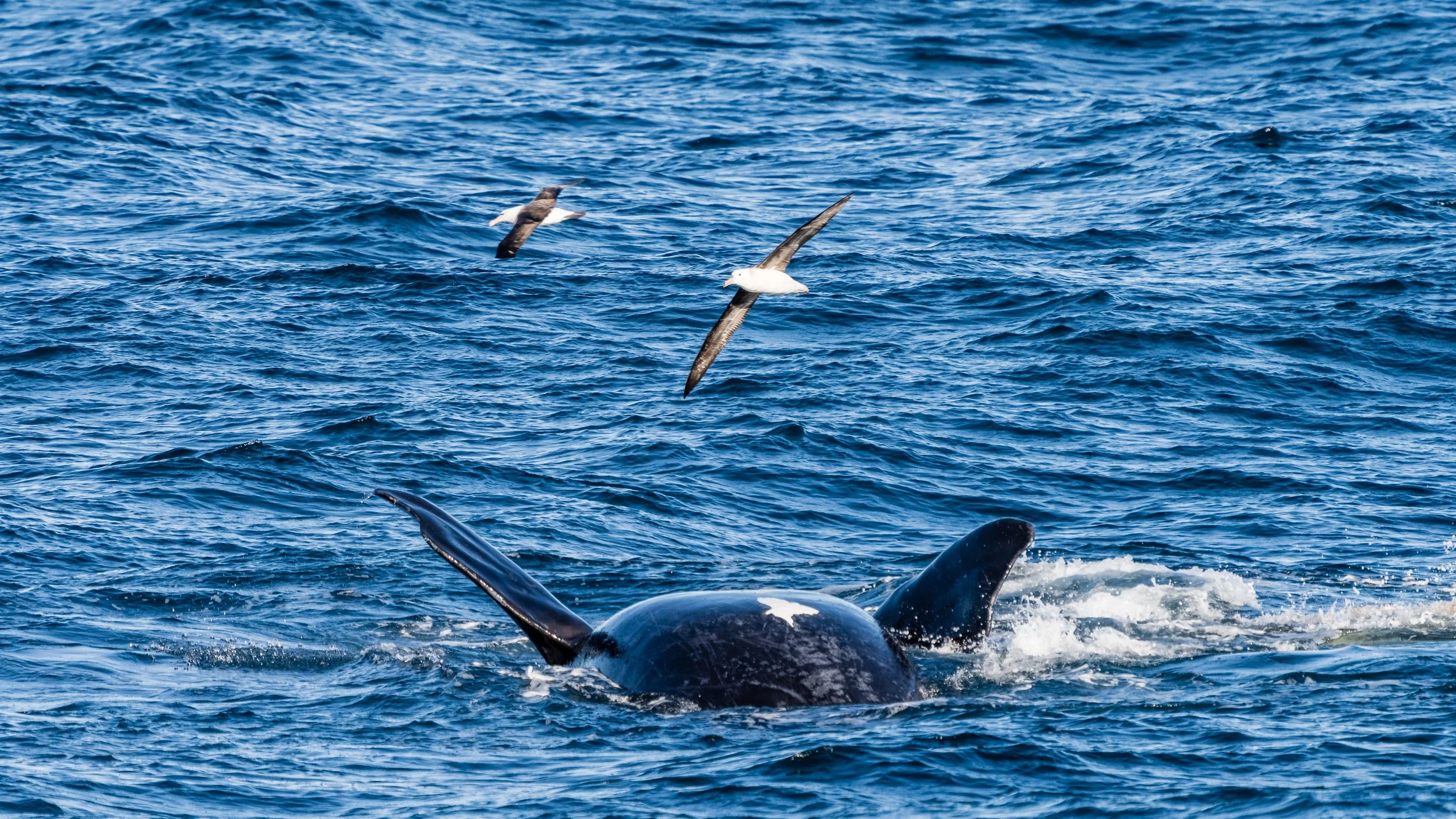 A whale's tail emerging from the ocean with seabirds flying overhead.