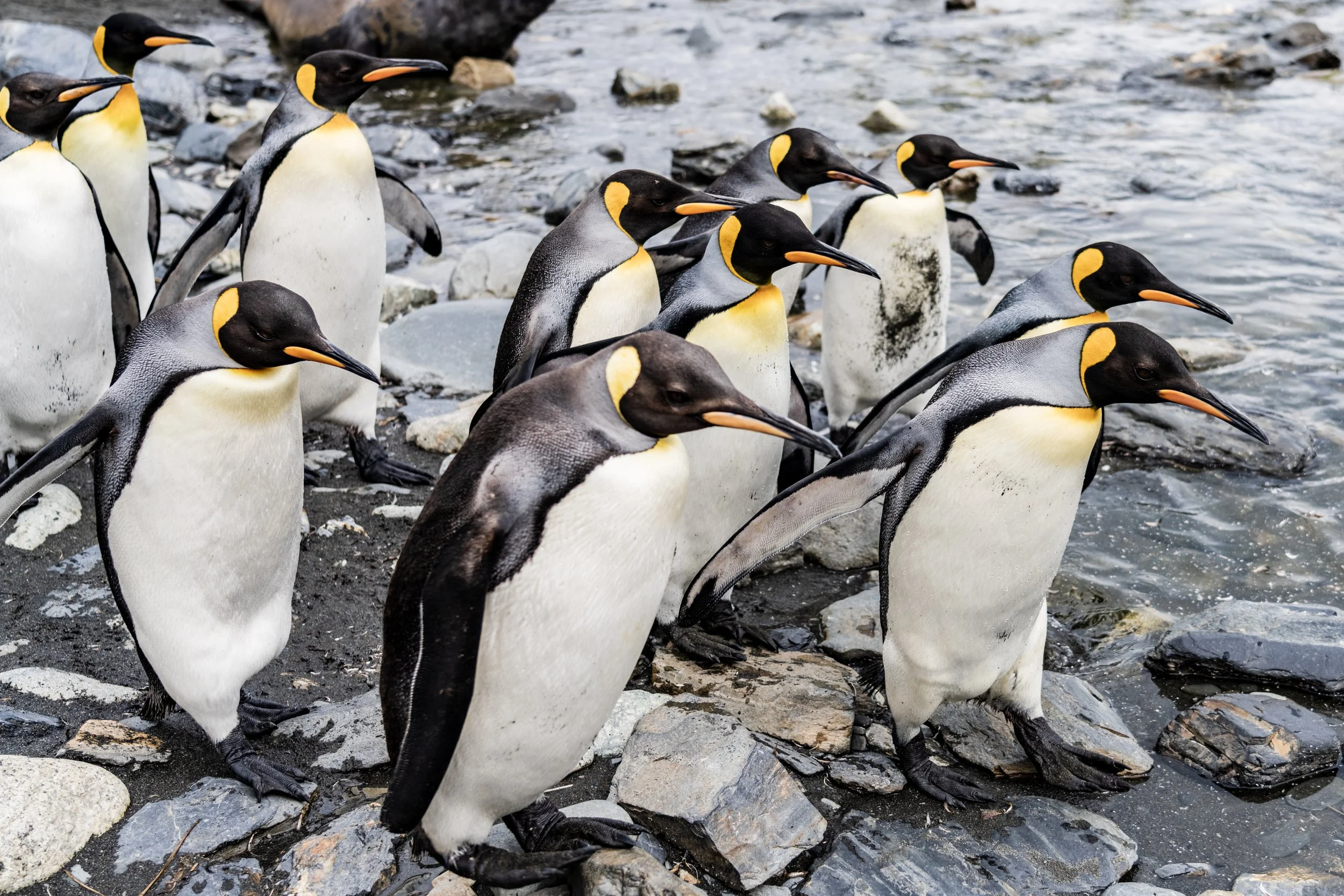 penguins at the beach