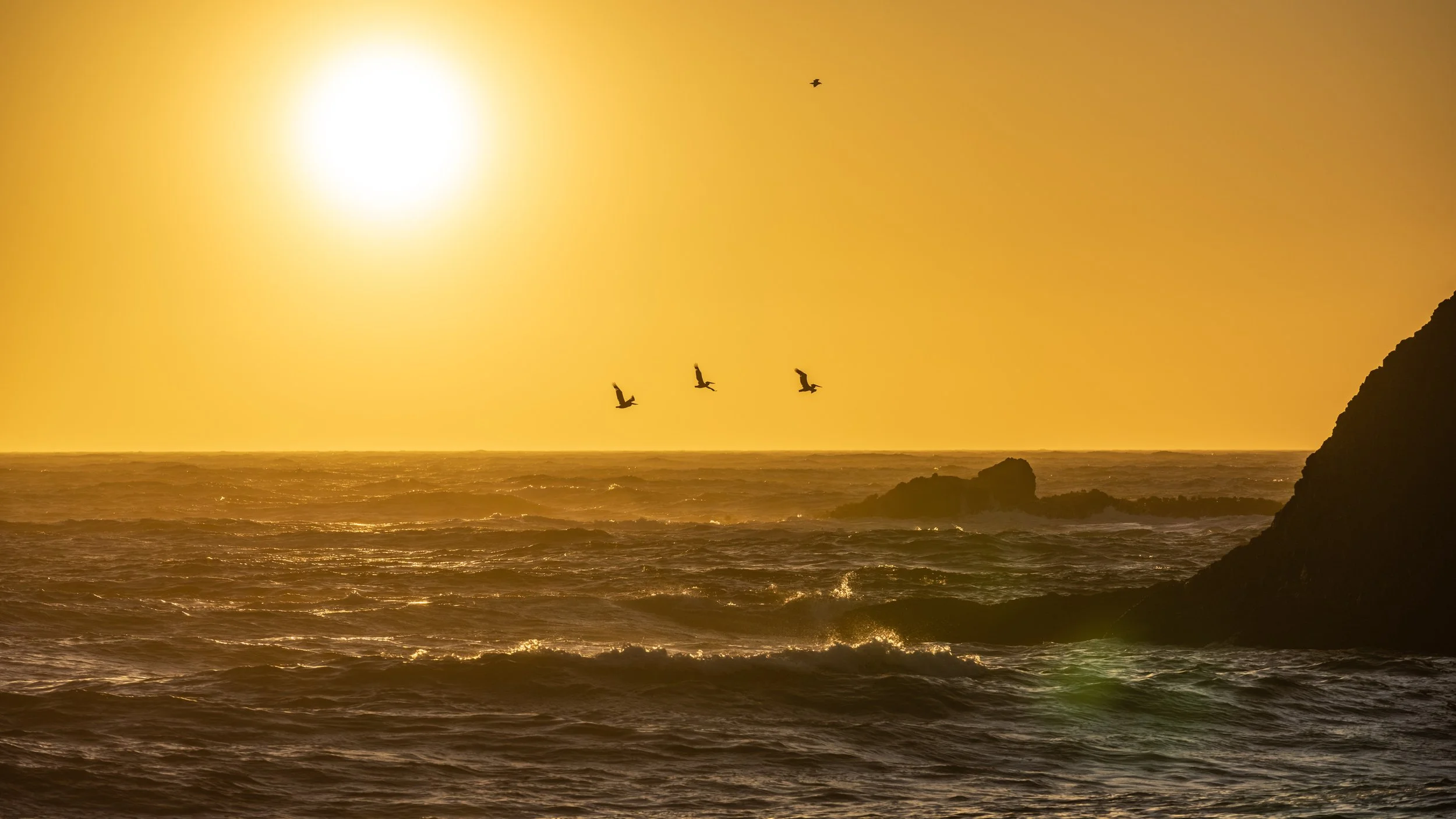 sunset, birds, ocean