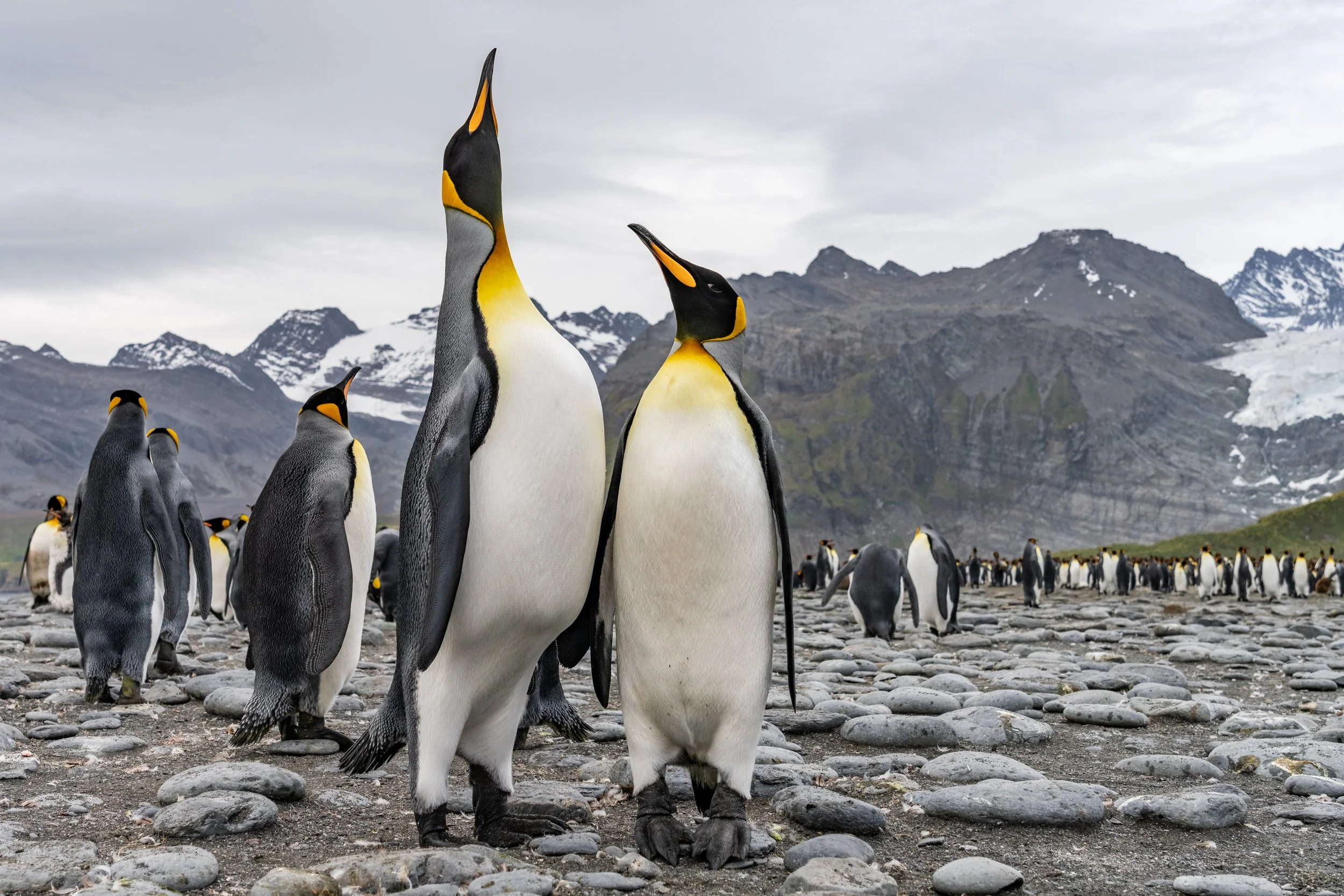 Penguin, salisbury plains, south georgia 