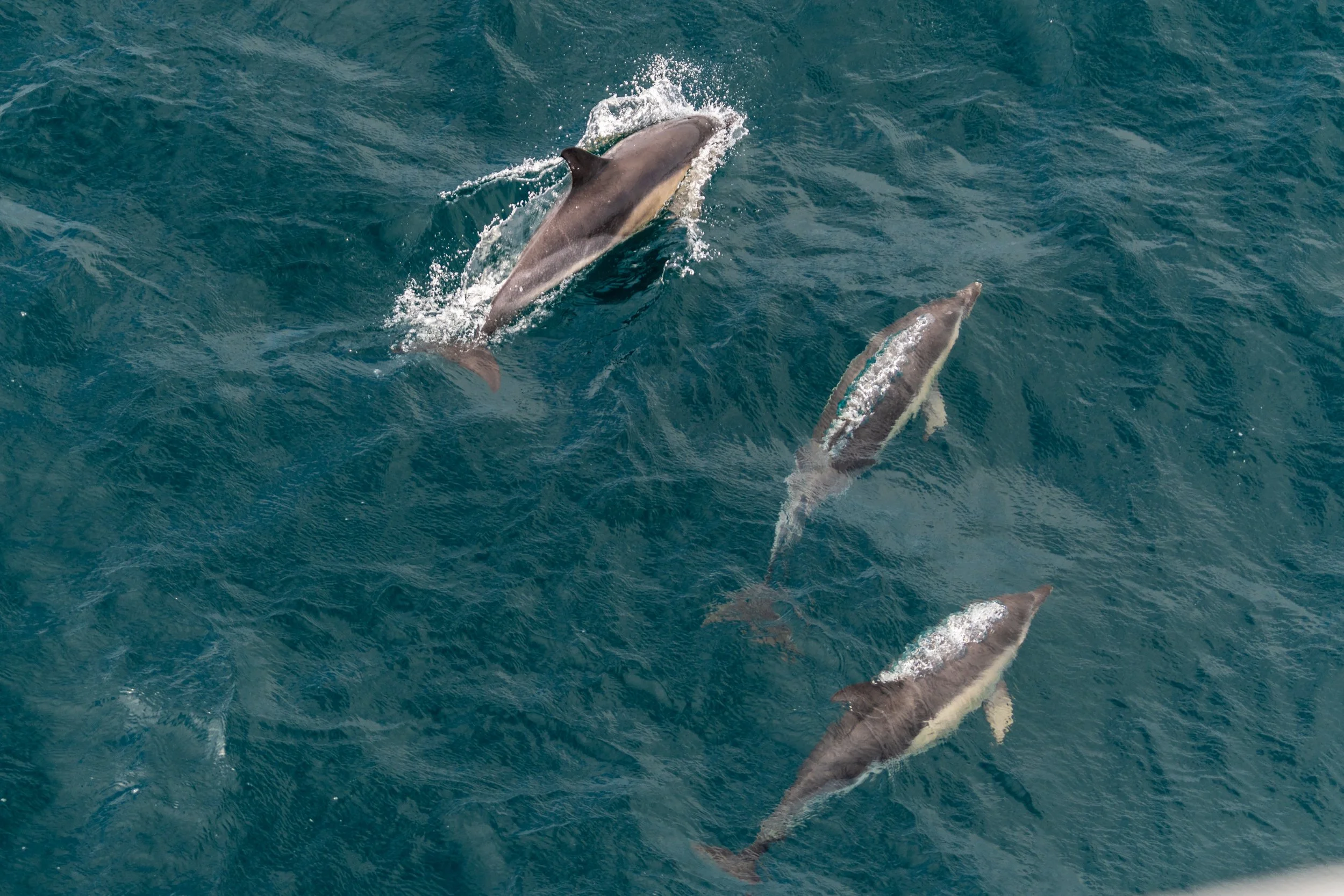 dolphins
