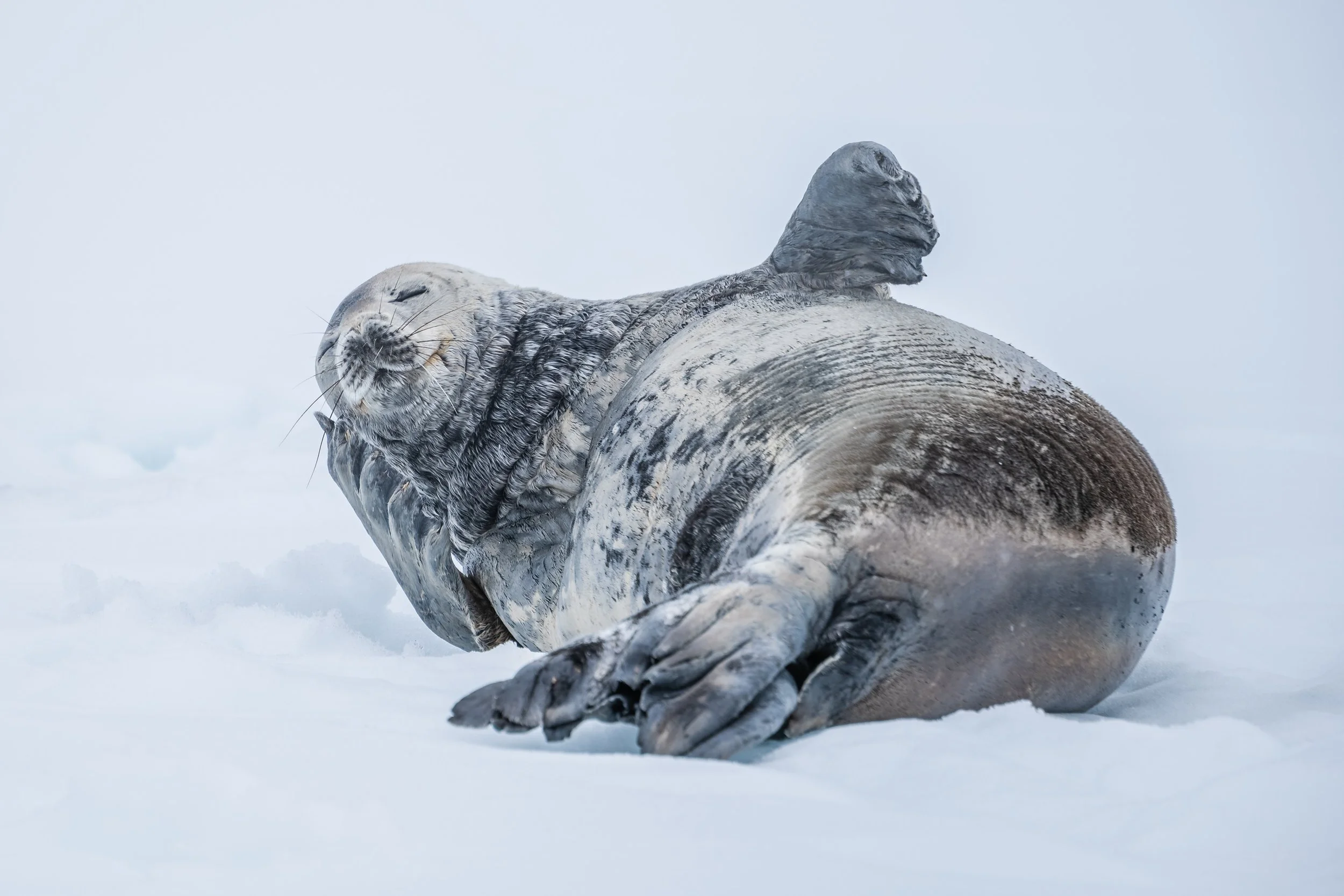A large seal lying on snow with eyes closed, showing its back and flippers, in a cold, icy environment.