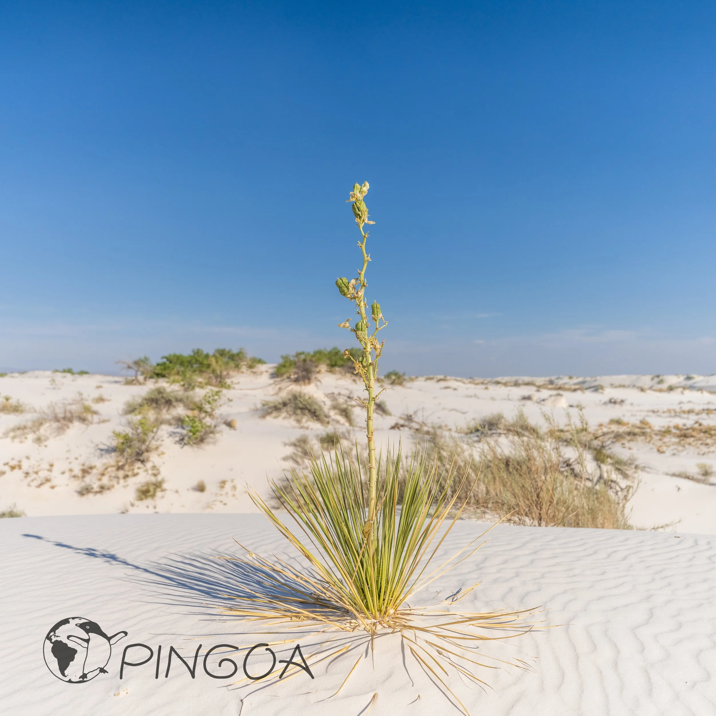 pingoa_WhiteSands-03352.jpg