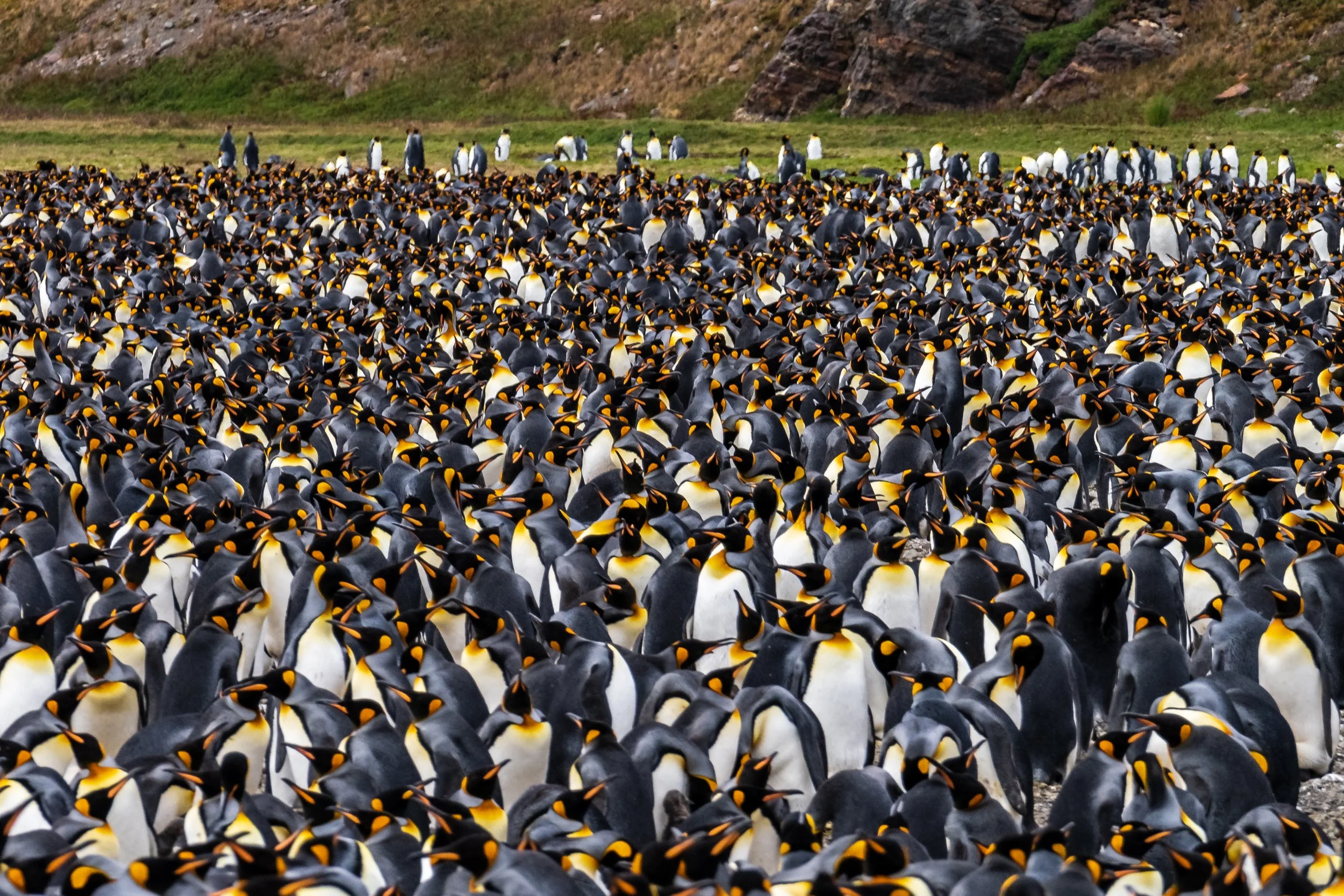 thousands of penguins