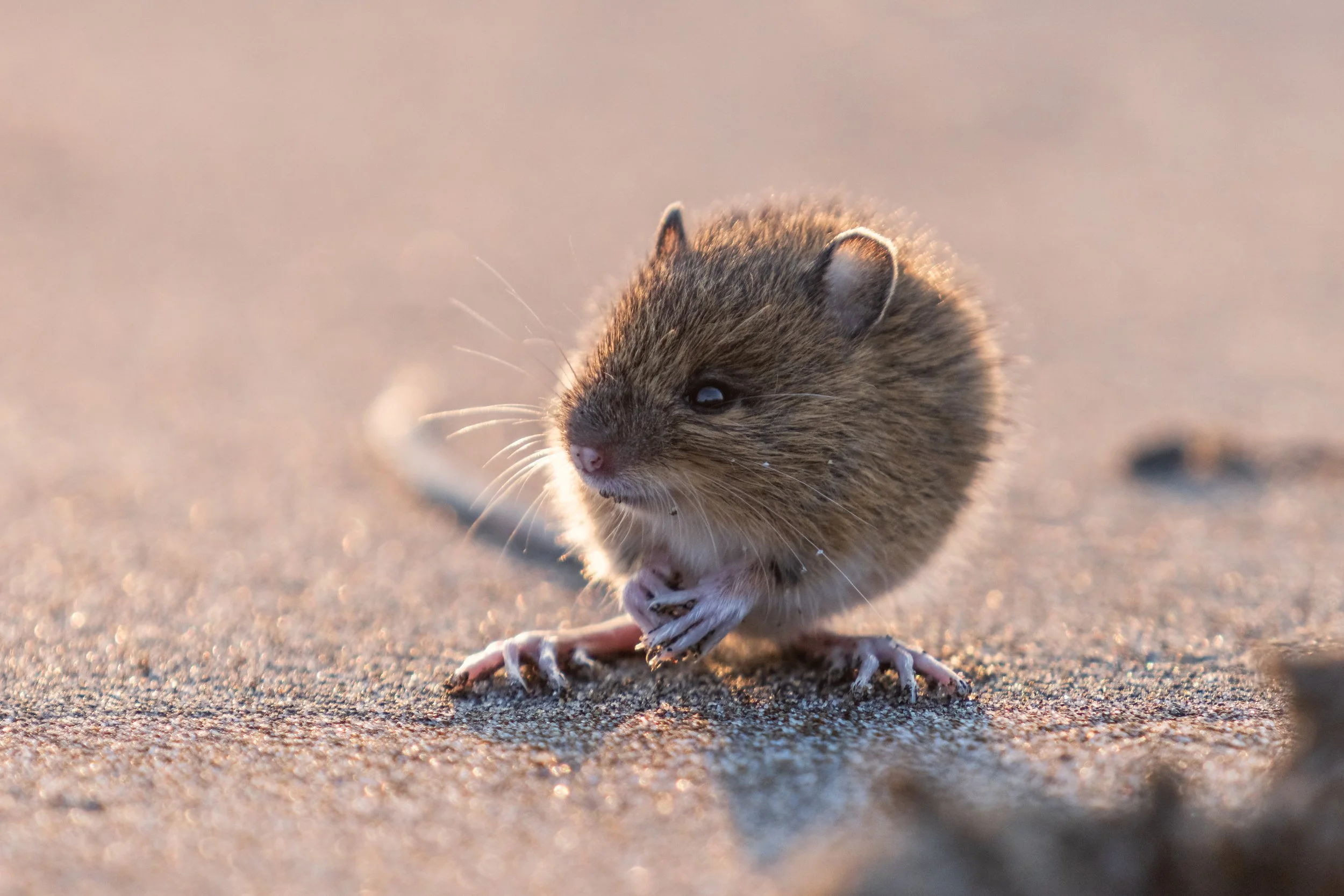 Mouse, Beach, Oregon, USA