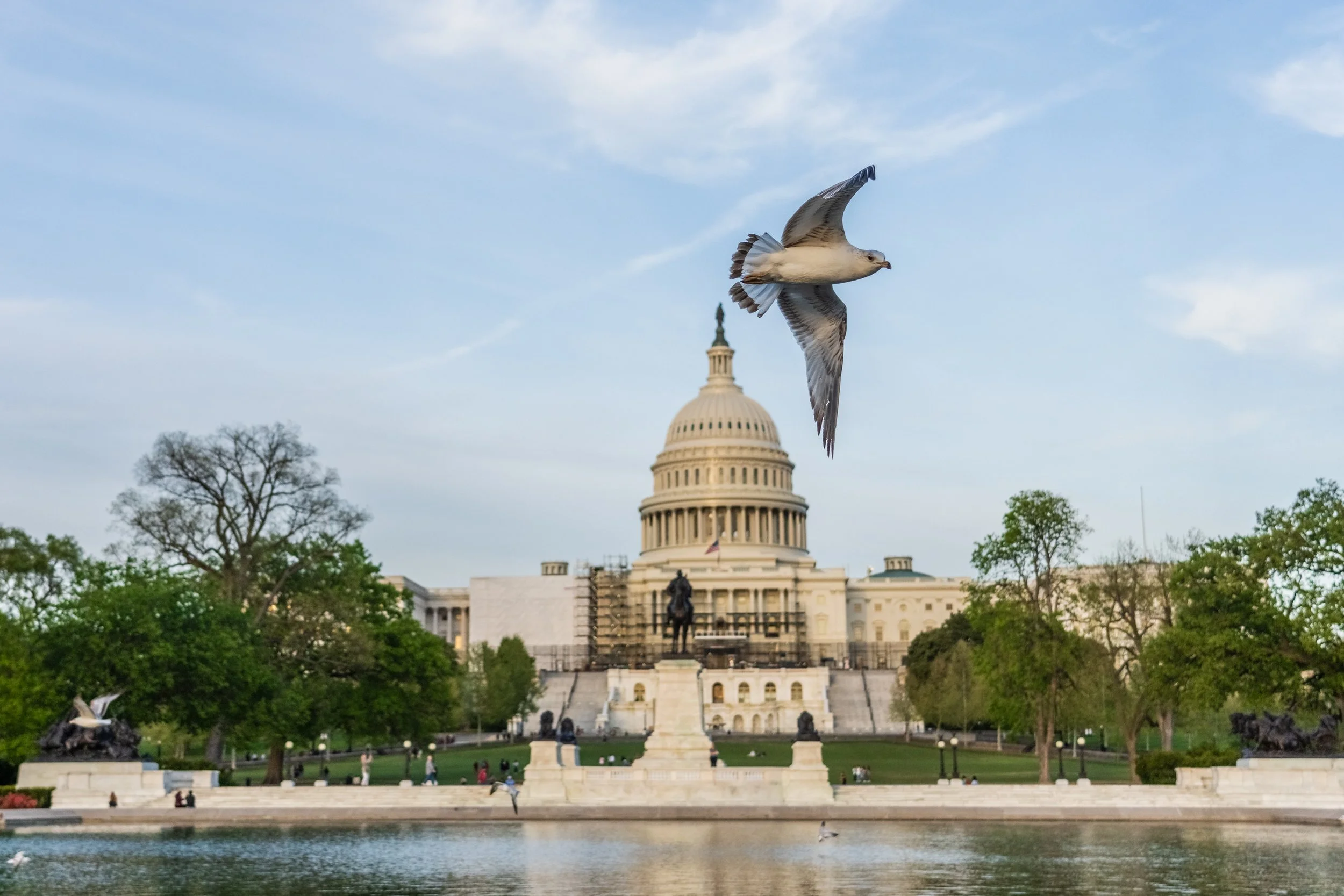 flying bird in front of the capitol building in washington dc