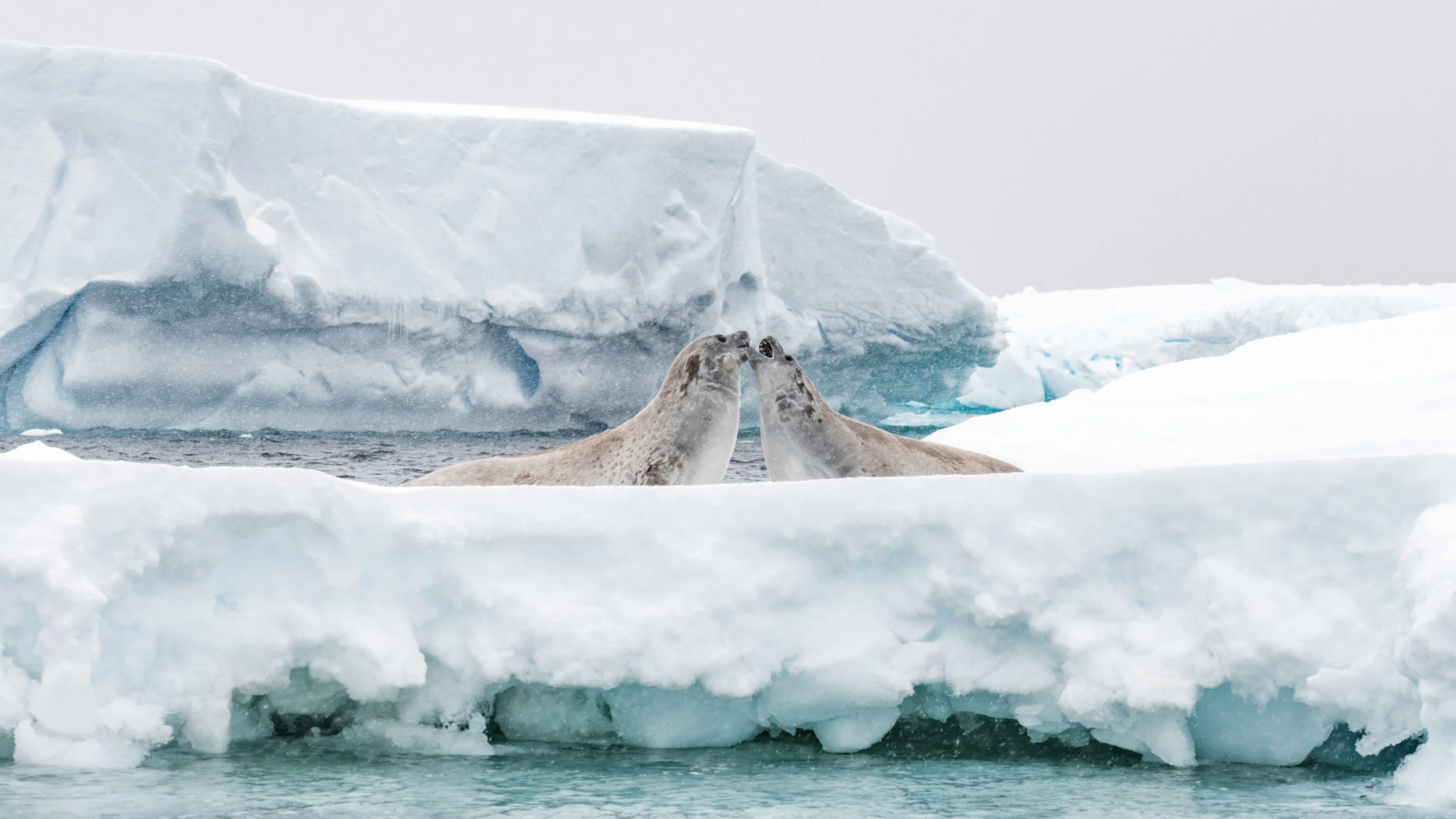 Two seals touching noses on an icy Arctic landscape with icebergs and snow in the background.