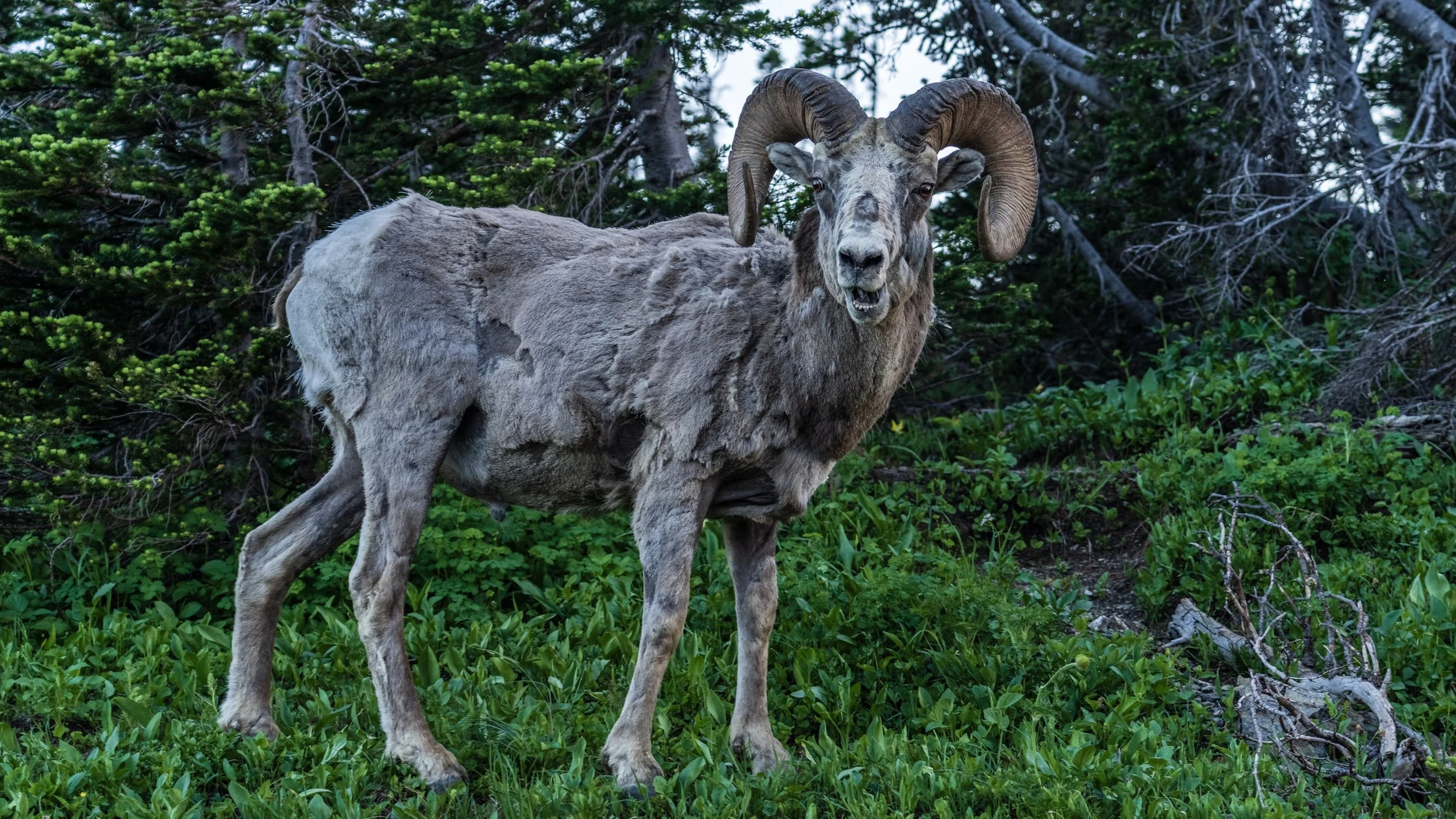 Bighorn Sheep