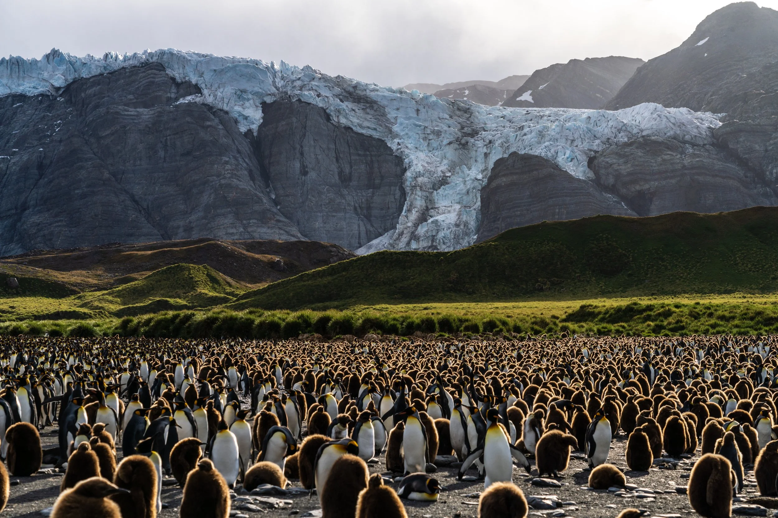Gold Harbour, South Georgia 