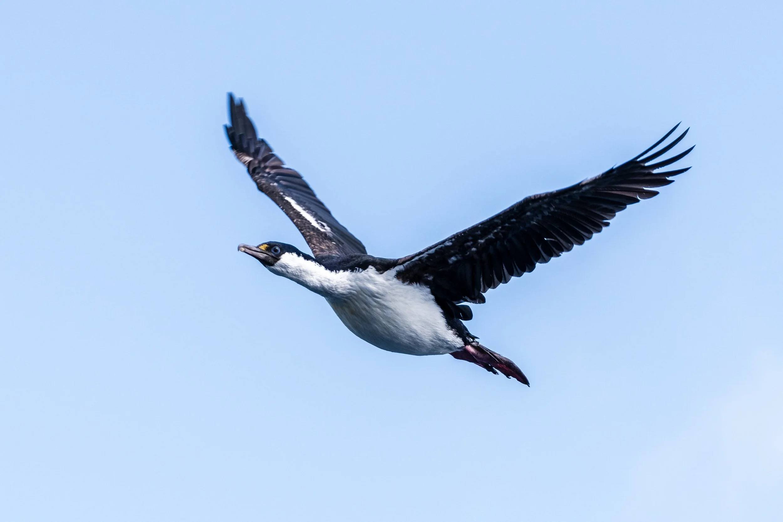 Antarctic Cormorant 