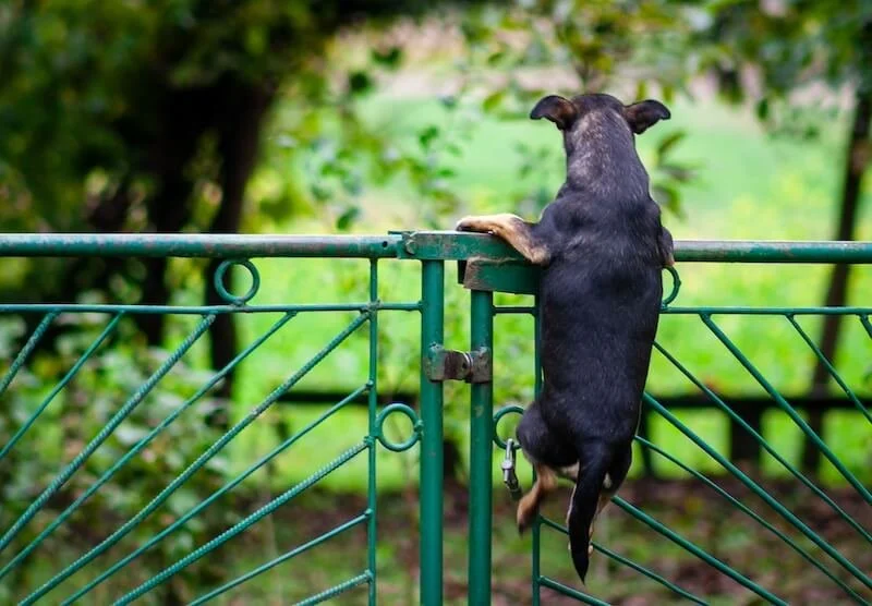 Black dog escaping over fence