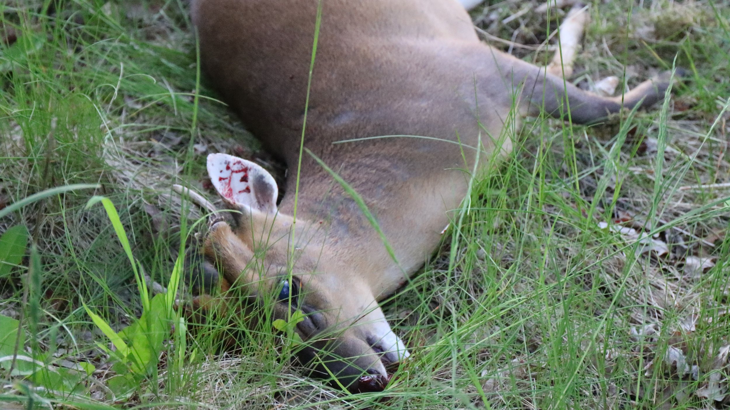 Venison Burgers with Tomato Jam