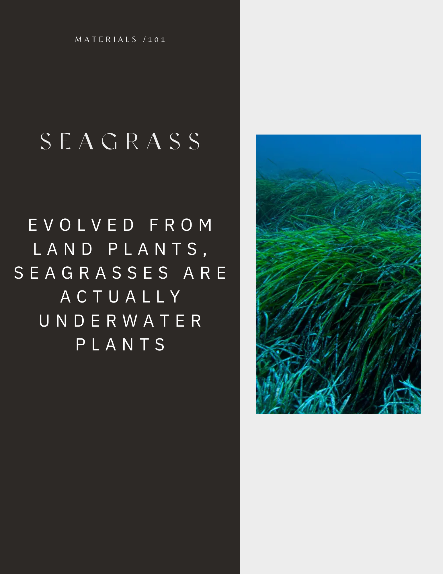 Seagrasses are really underwater plants.