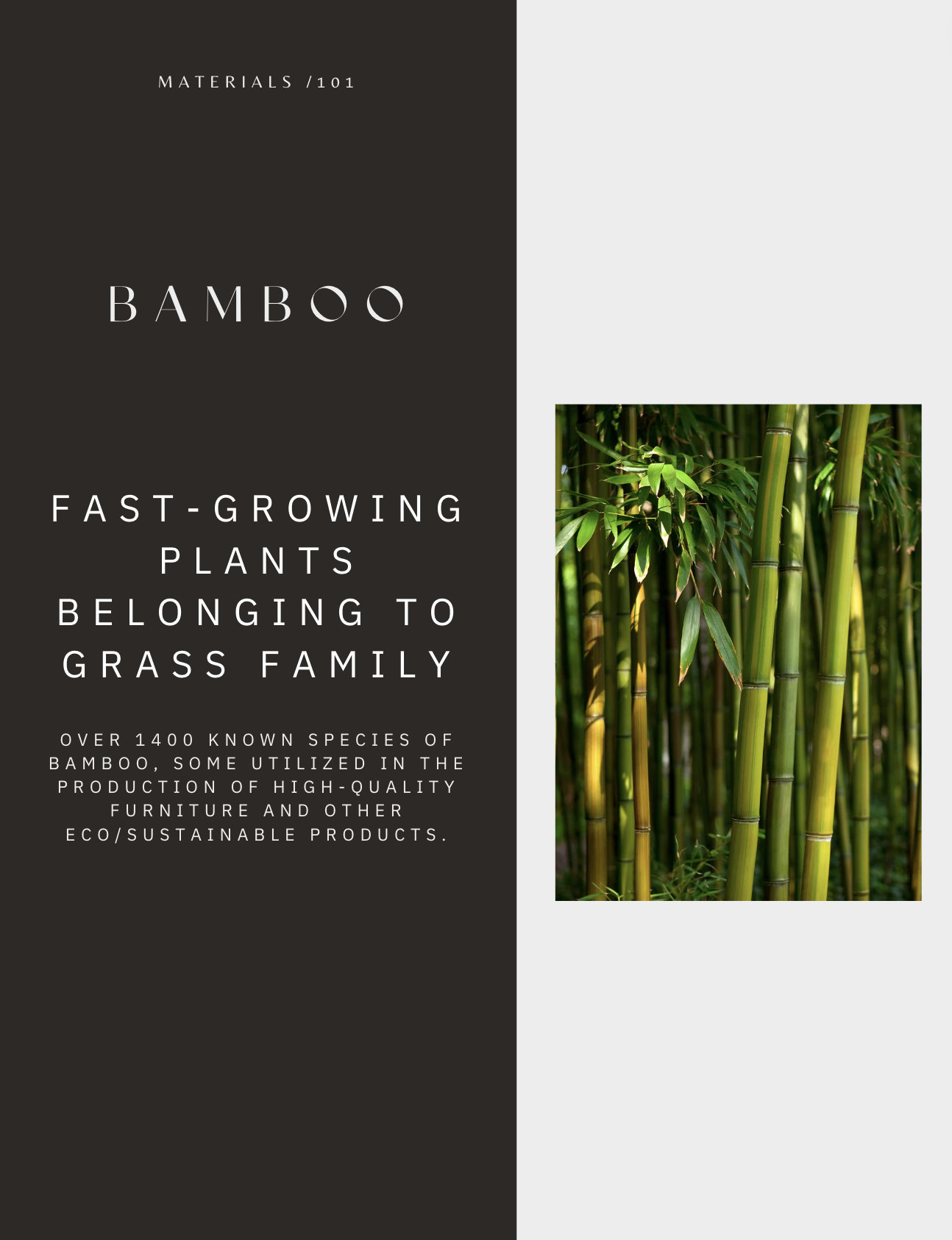 Bamboo is a fast growing plant that belongs to the grass family.