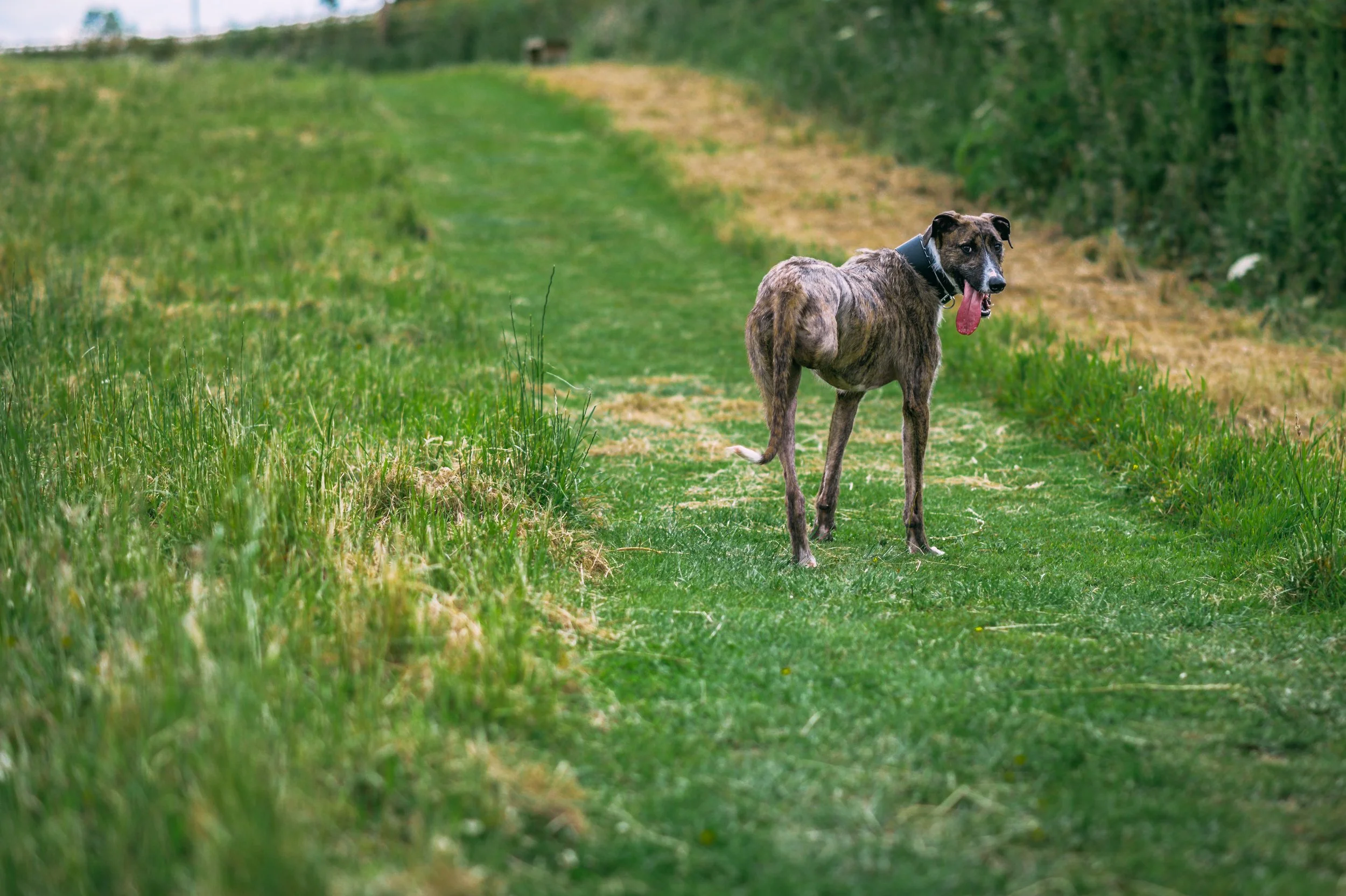 Gordon - SSPCA-13.jpg