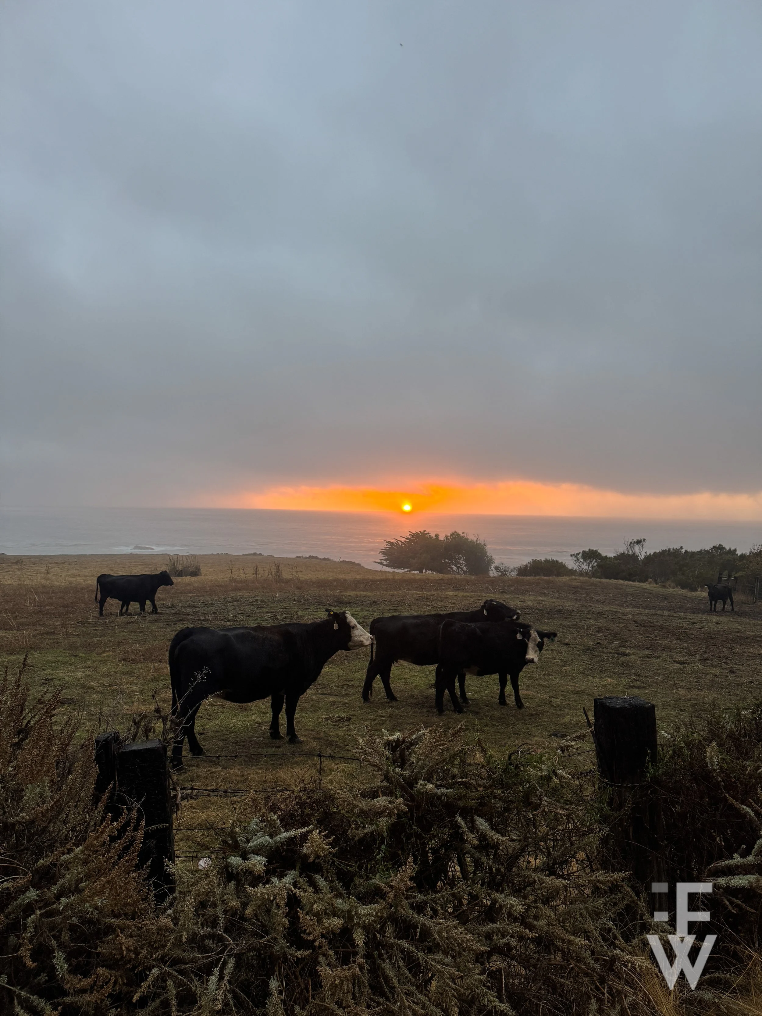 cows in big sur.jpg