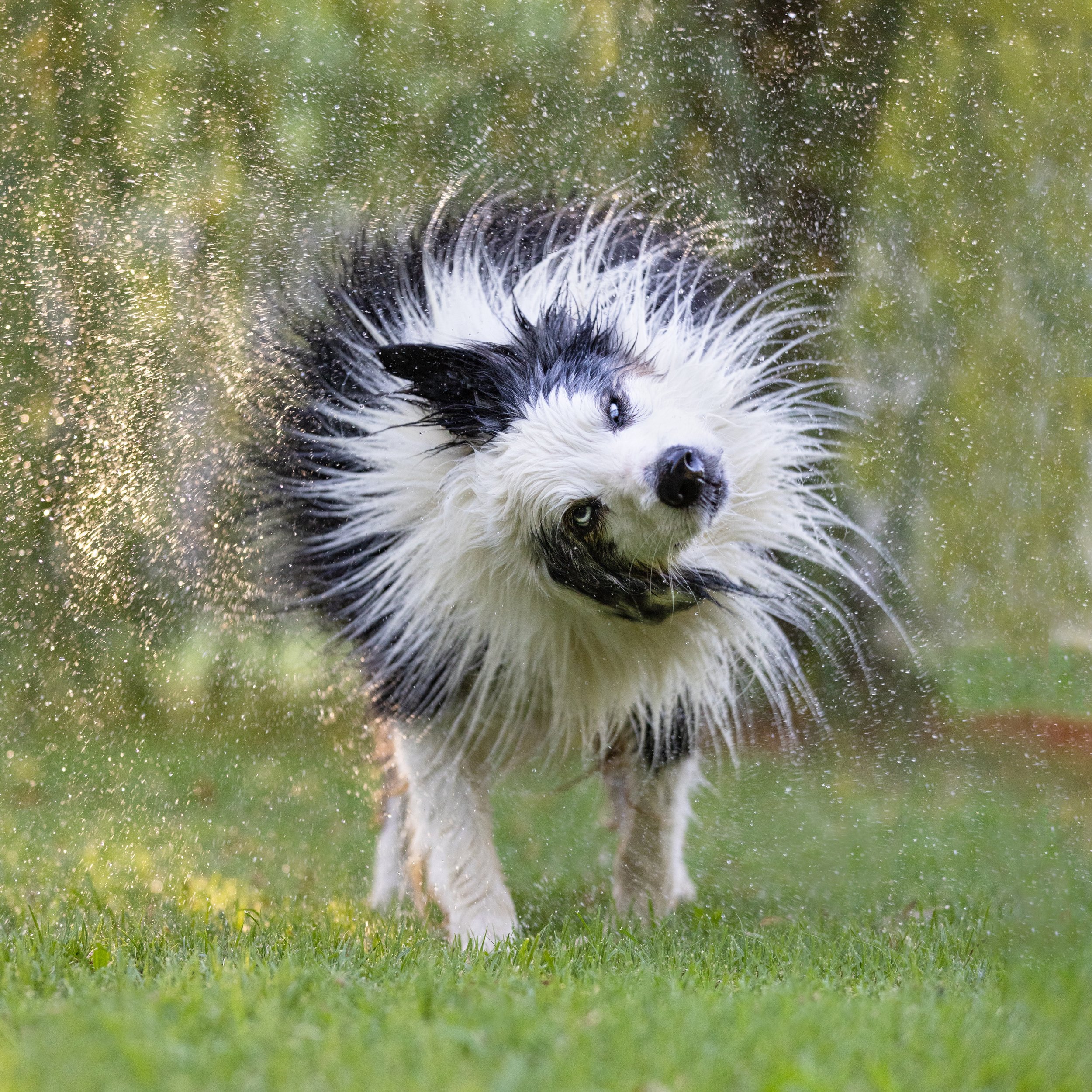 Border Collie shaking water