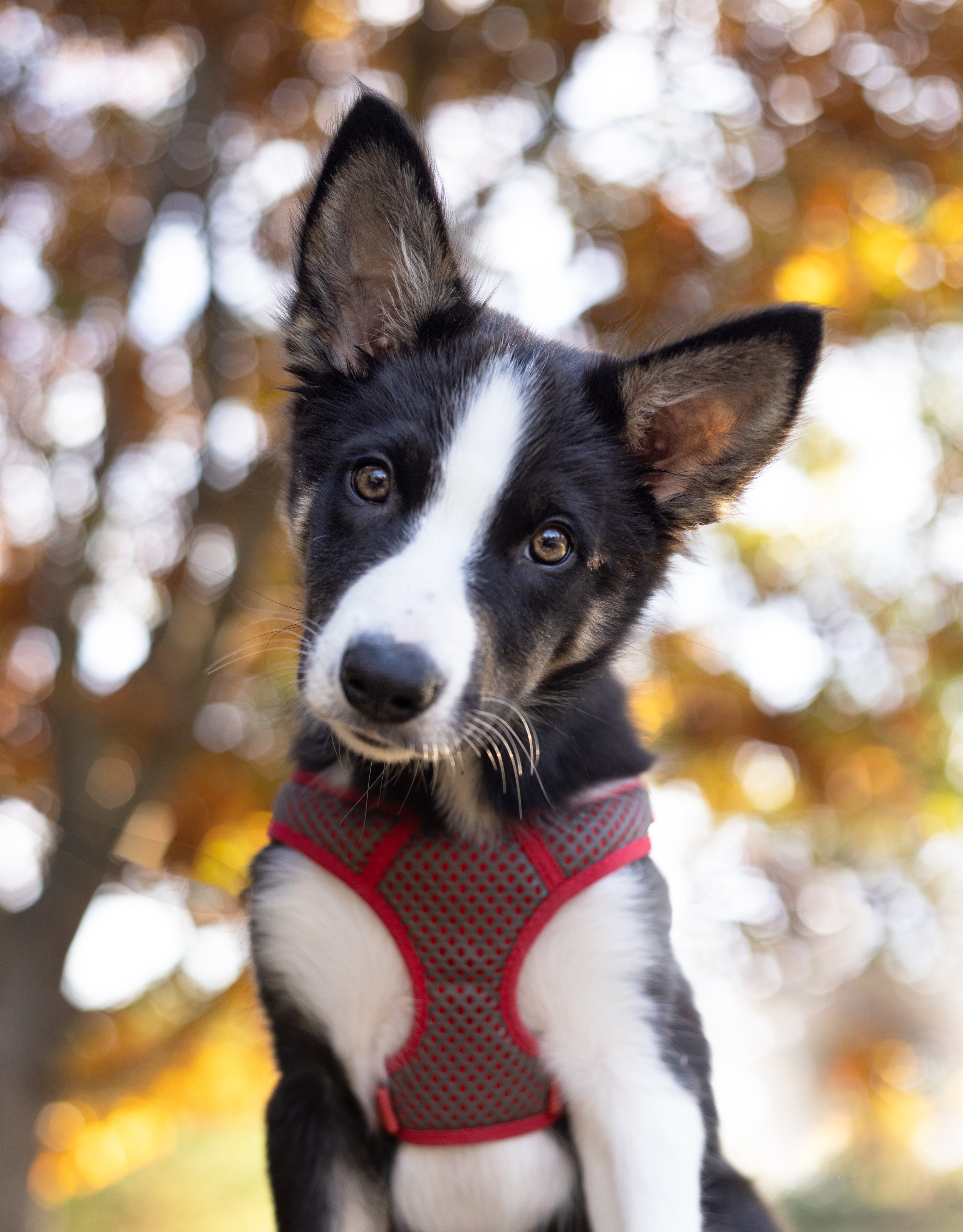Border Collie puppy