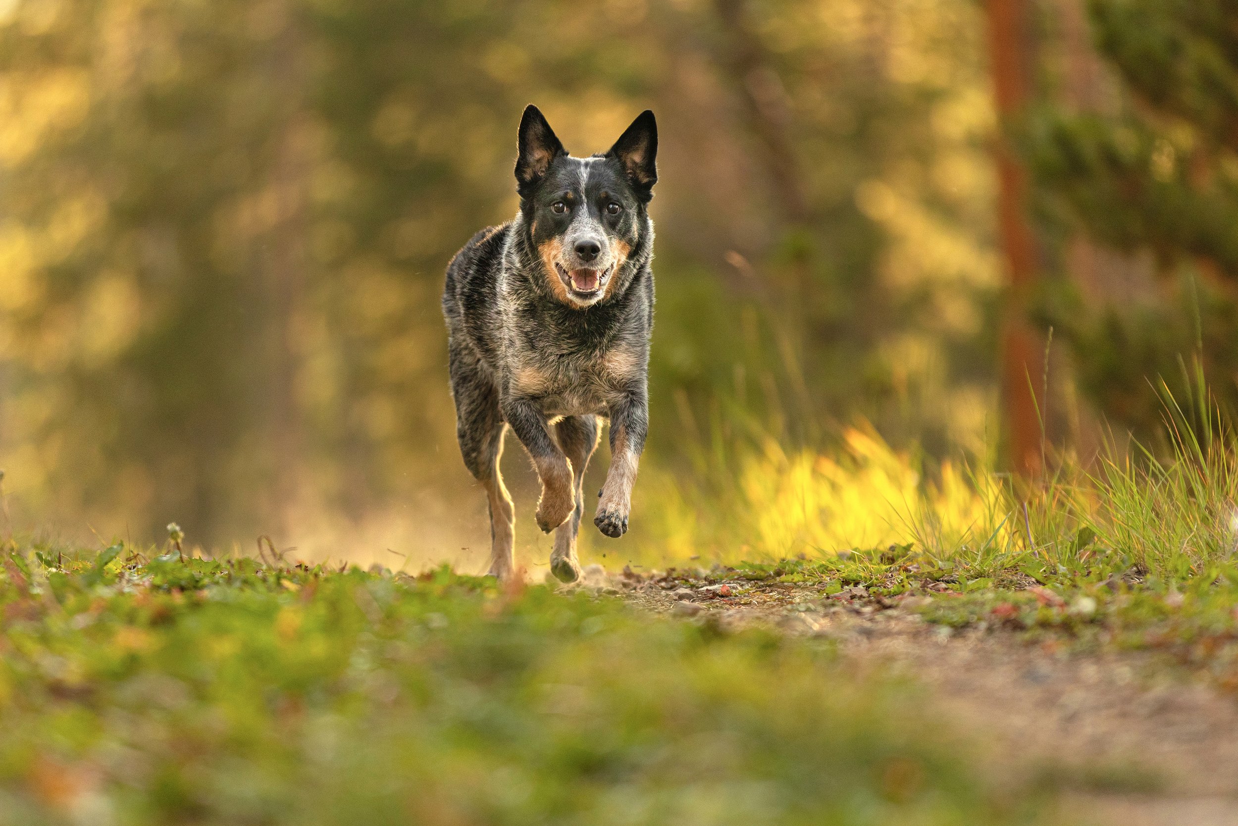 Australian Cattle Dog running