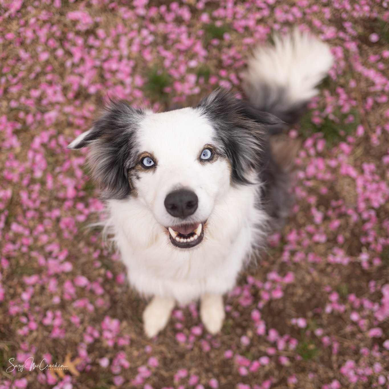 Border Collie with pink spring flowers