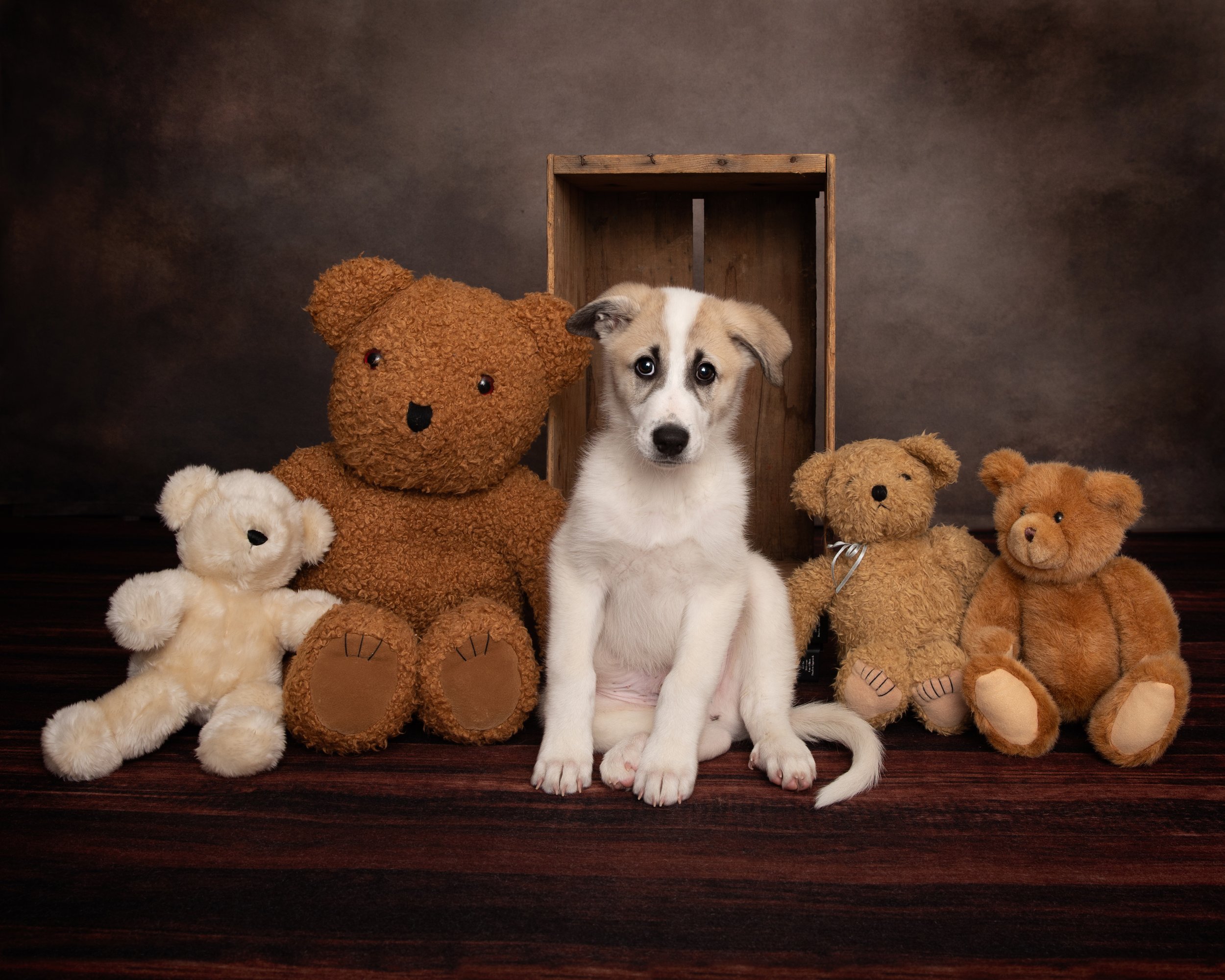 Great Pyrenees puppy with teddy bears